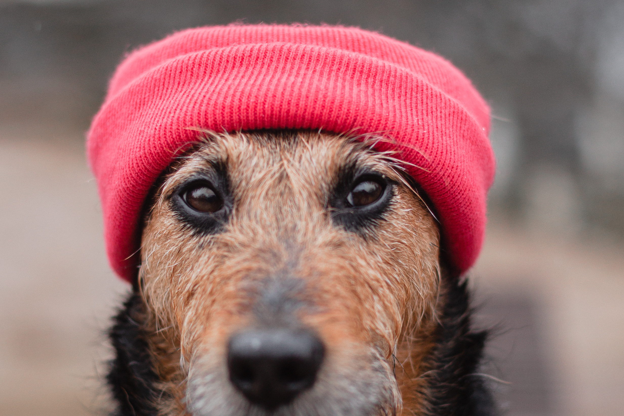 Лиза и Бренда. Фотограф-анималист Татьяна Степанова