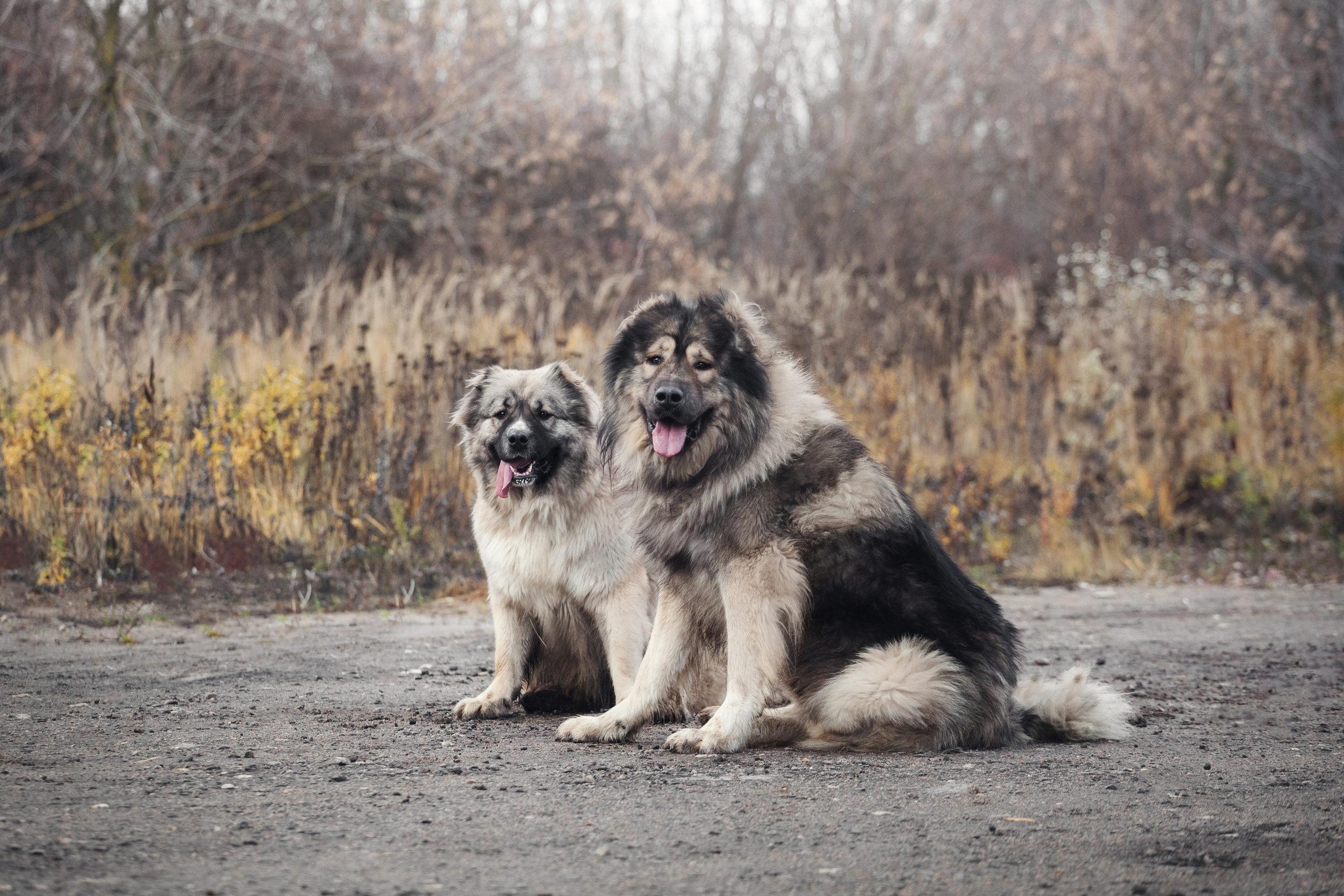 Фонд помощи кавказским овчаркам (Дудусик дог) 2022. Фотограф-анималист Татьяна Степанова