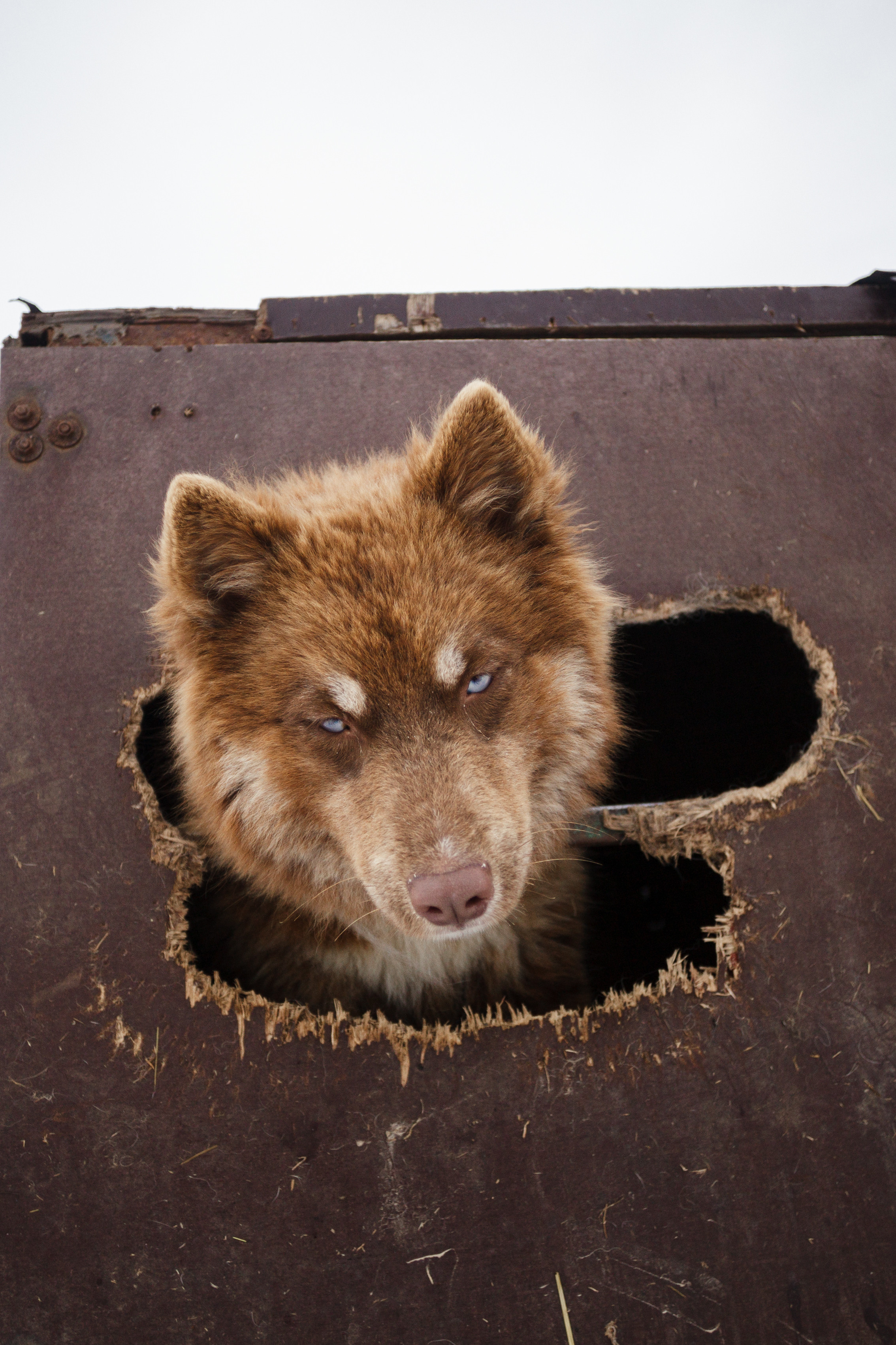 Холодные игры 28 февраля 2022. Фотограф-анималист Татьяна Степанова