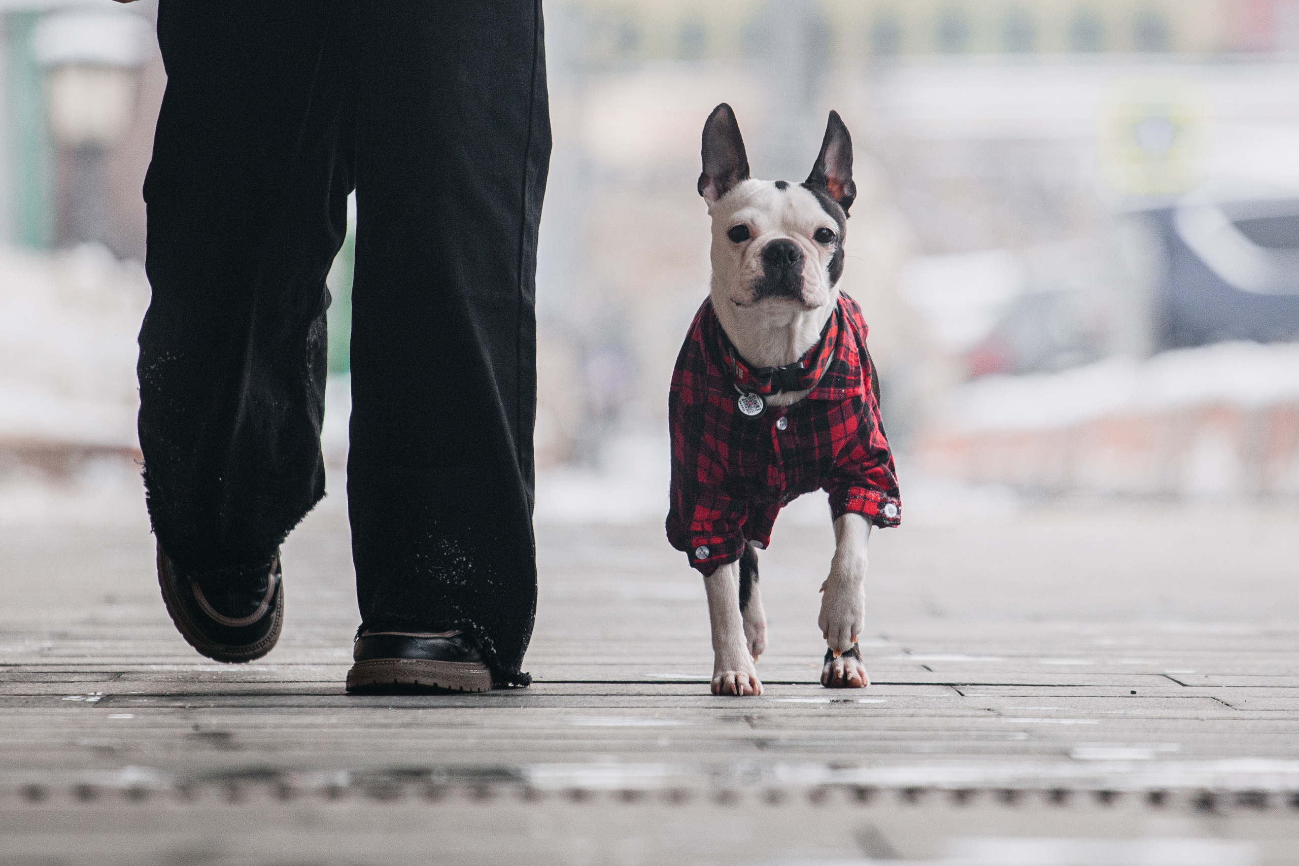 Василиса и Мира Кузнецкий мост. Фотограф-анималист Татьяна Степанова