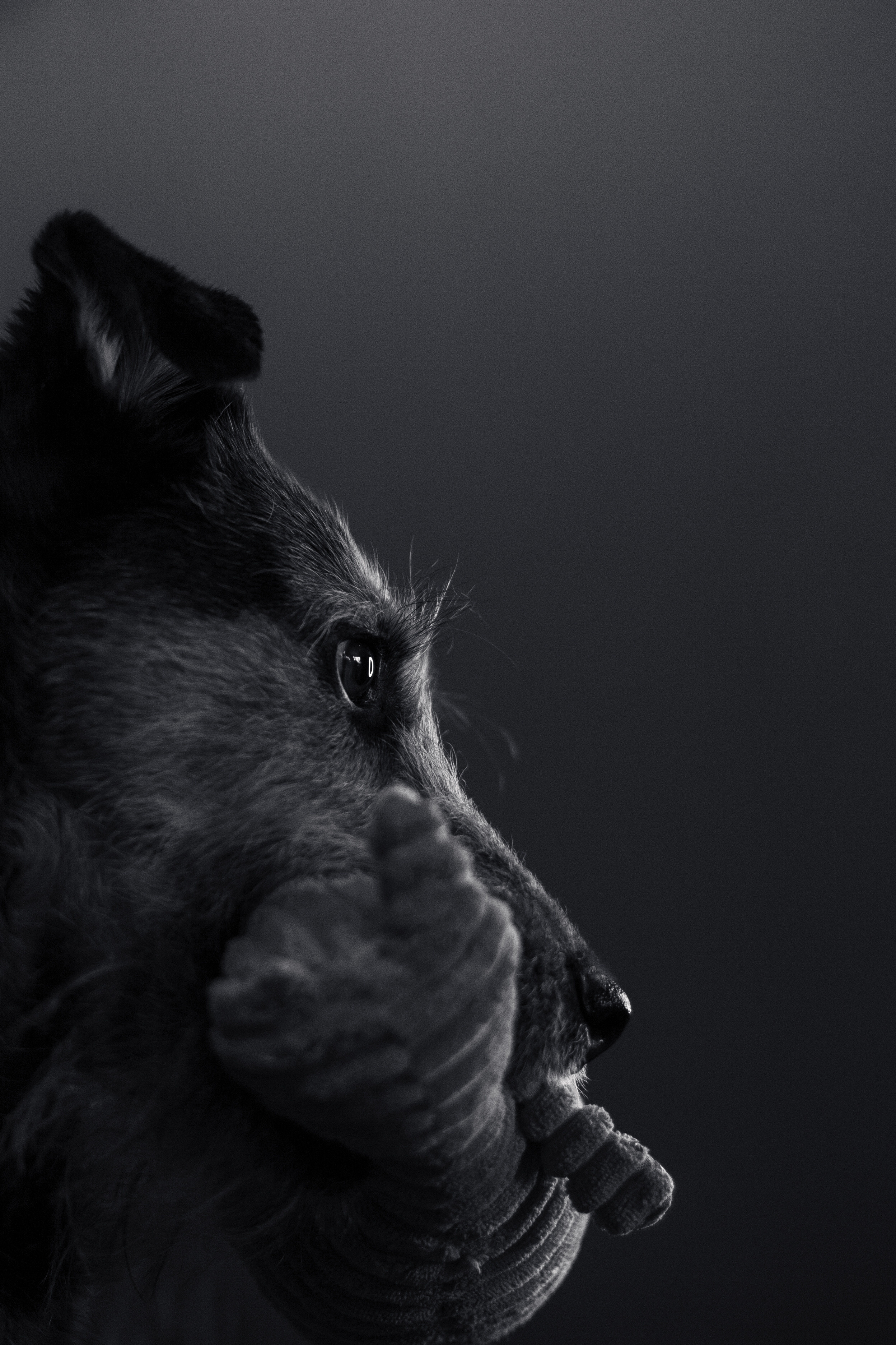 Лиза и Бренда. Фотограф-анималист Татьяна Степанова