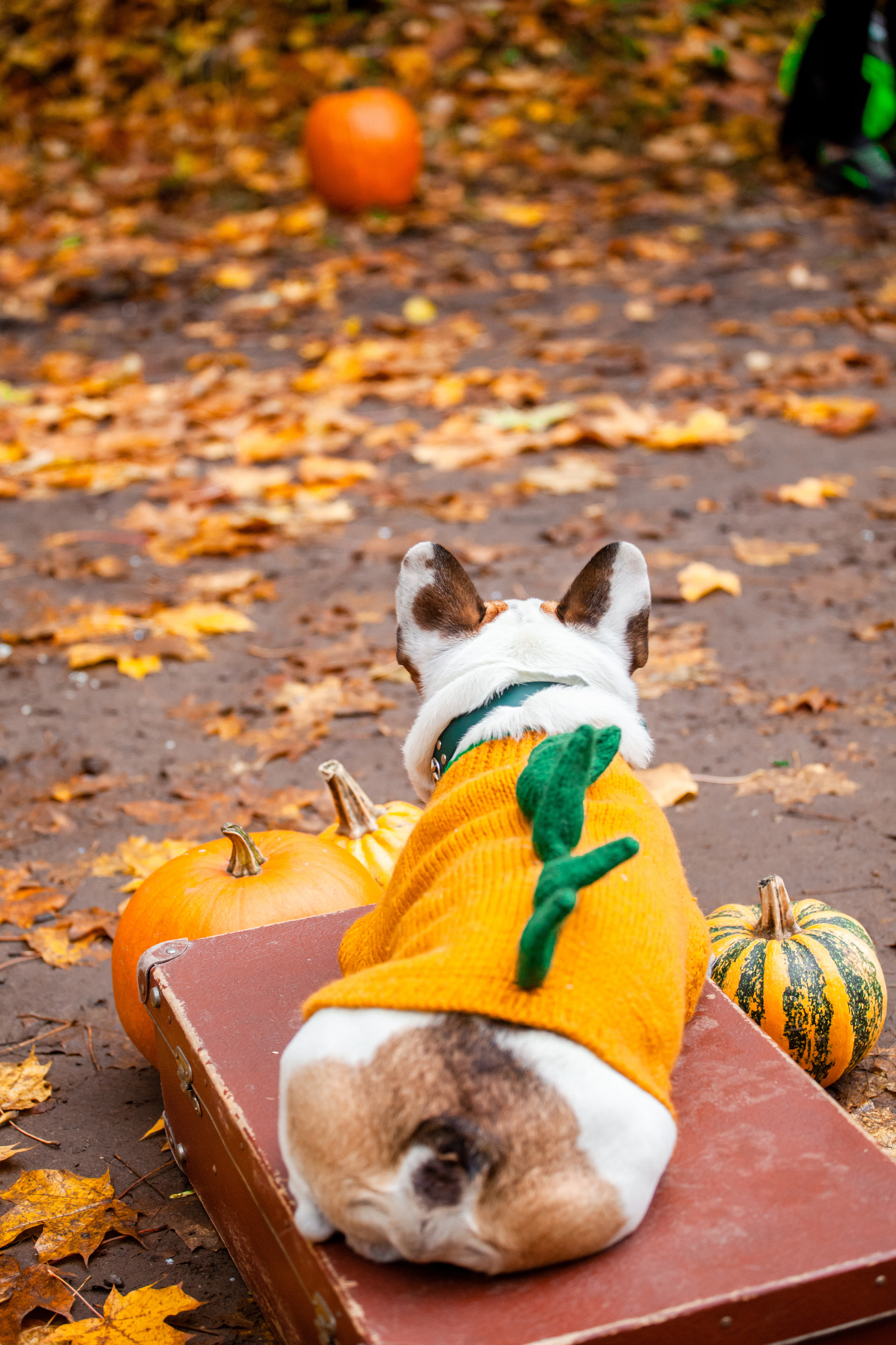 Съемка с ретро автобусом. Фотограф-анималист Татьяна Степанова