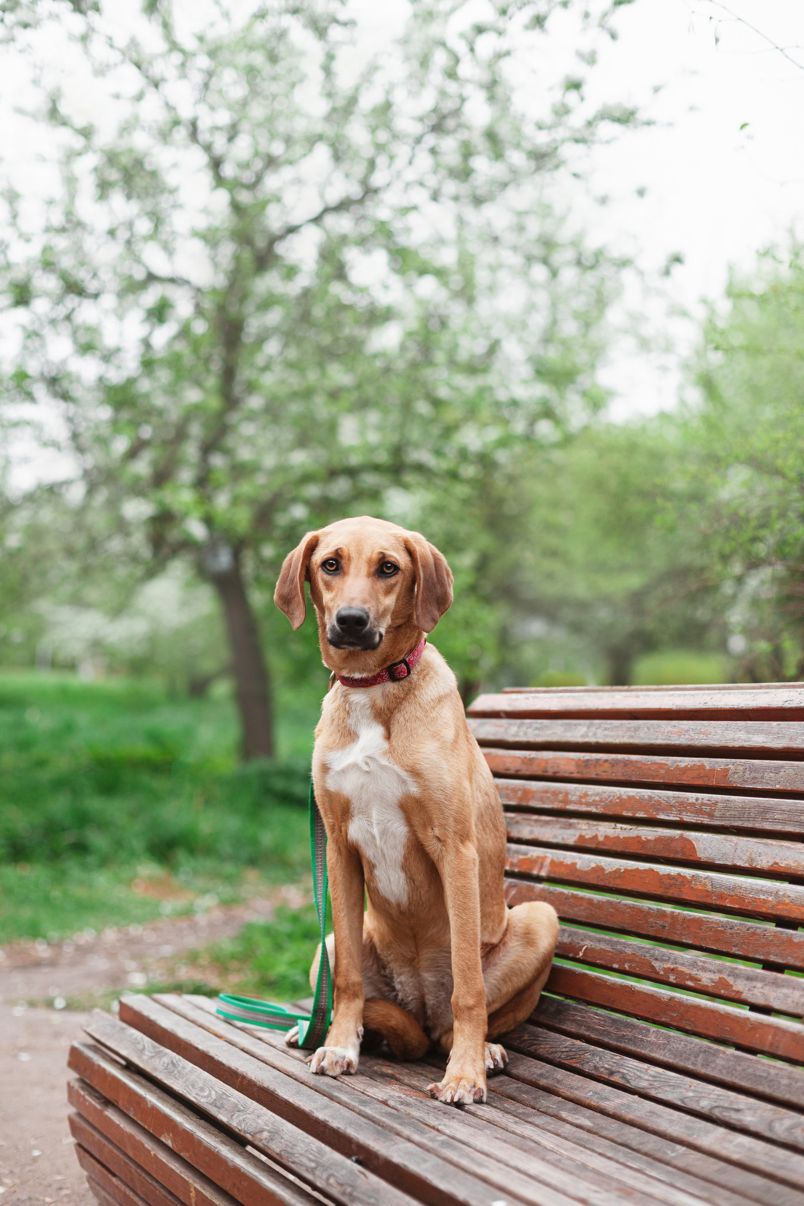 Съемка 3 собак в цветении 2023. Фотограф-анималист Татьяна Степанова