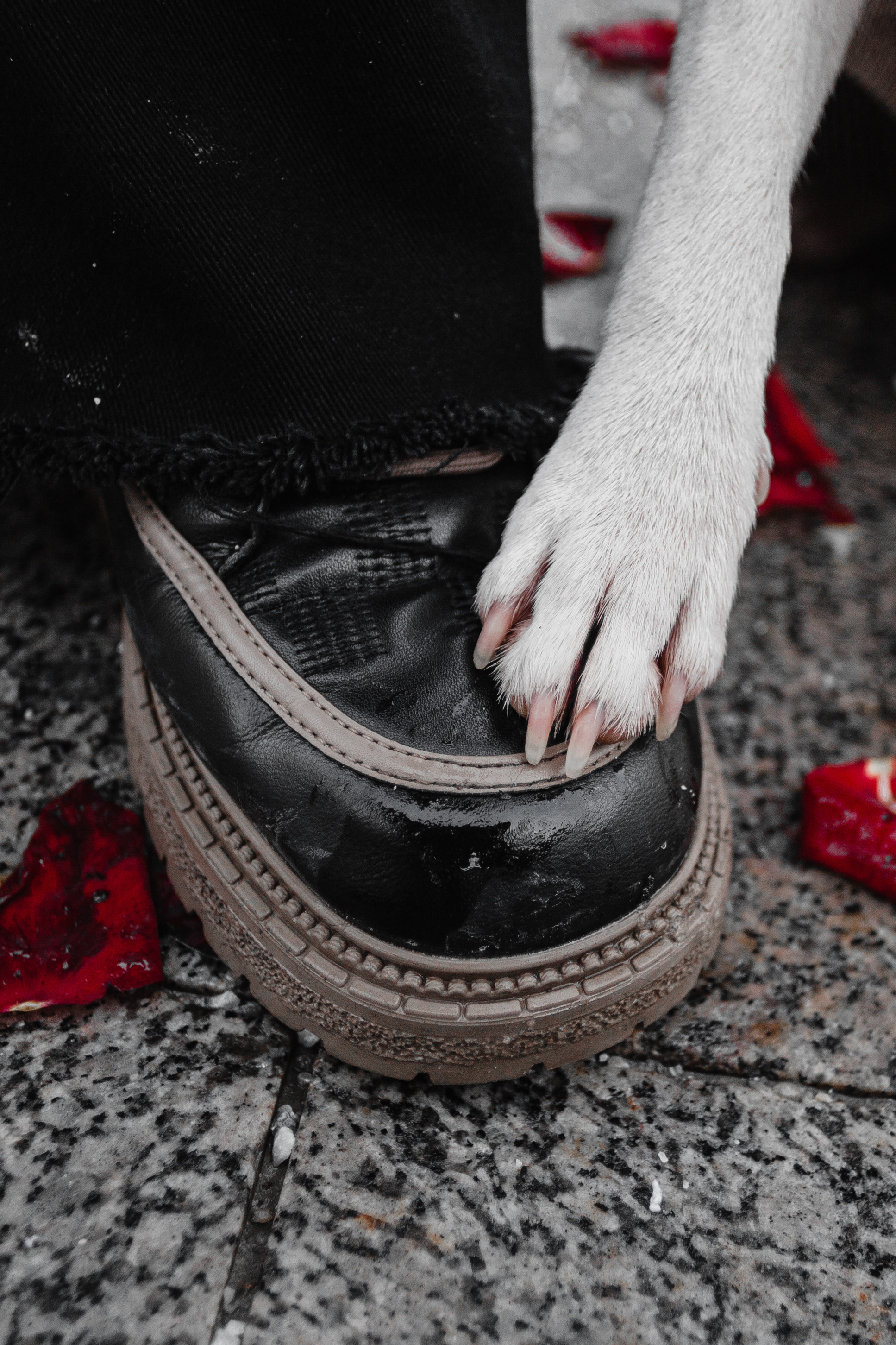 Василиса и Мира Кузнецкий мост. Фотограф-анималист Татьяна Степанова