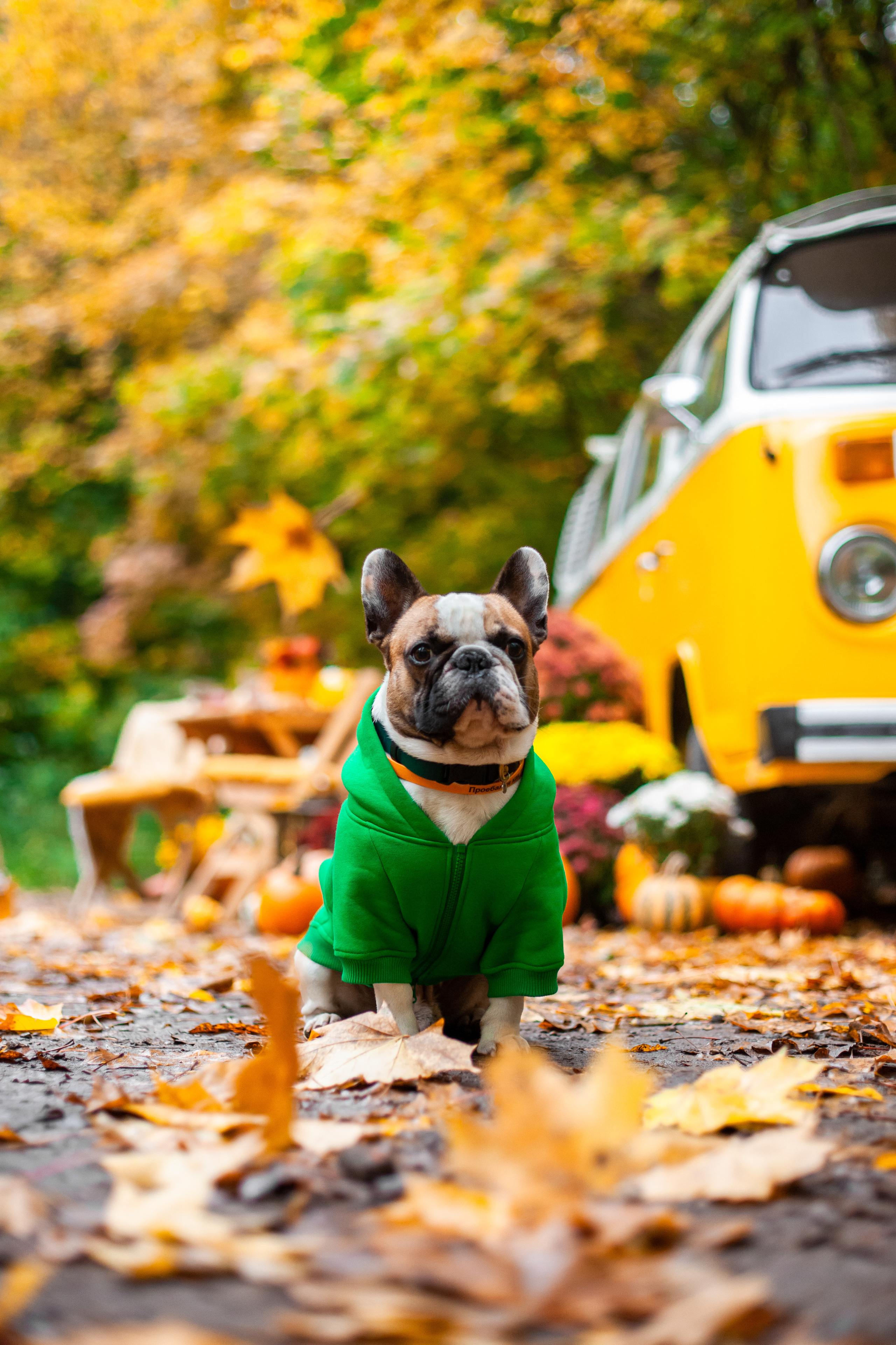 Съемка с ретро автобусом. Фотограф-анималист Татьяна Степанова