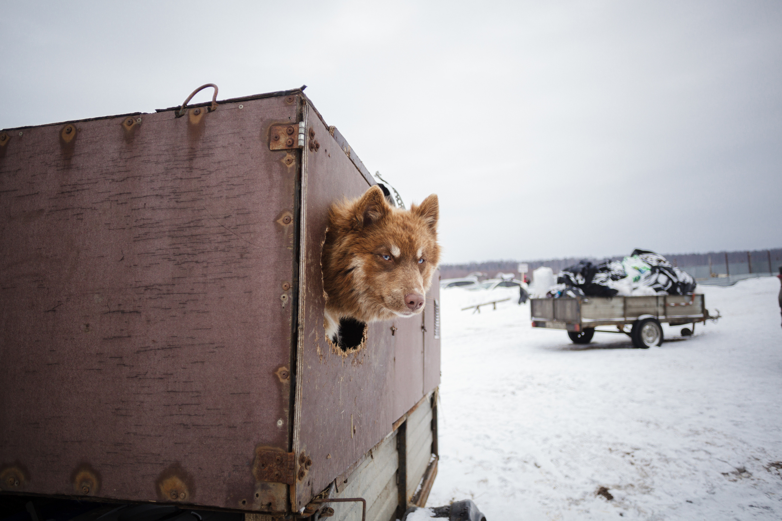 Холодные игры 28 февраля 2022. Фотограф-анималист Татьяна Степанова
