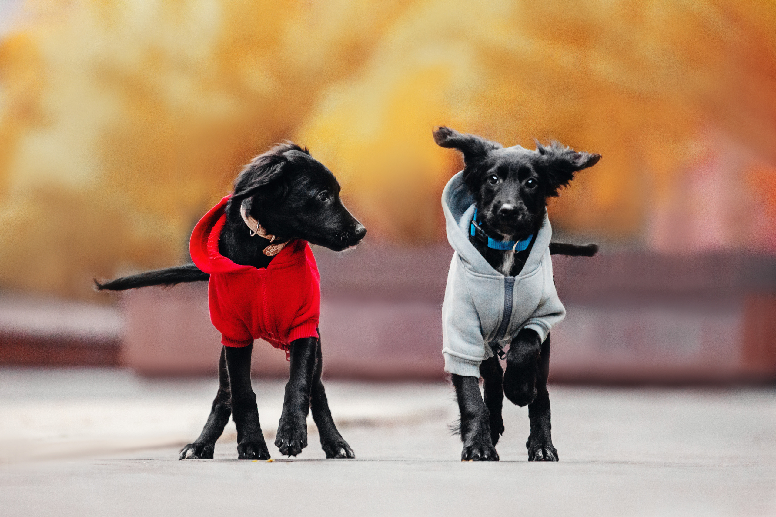 Пара щенков 2022. Фотограф-анималист Татьяна Степанова