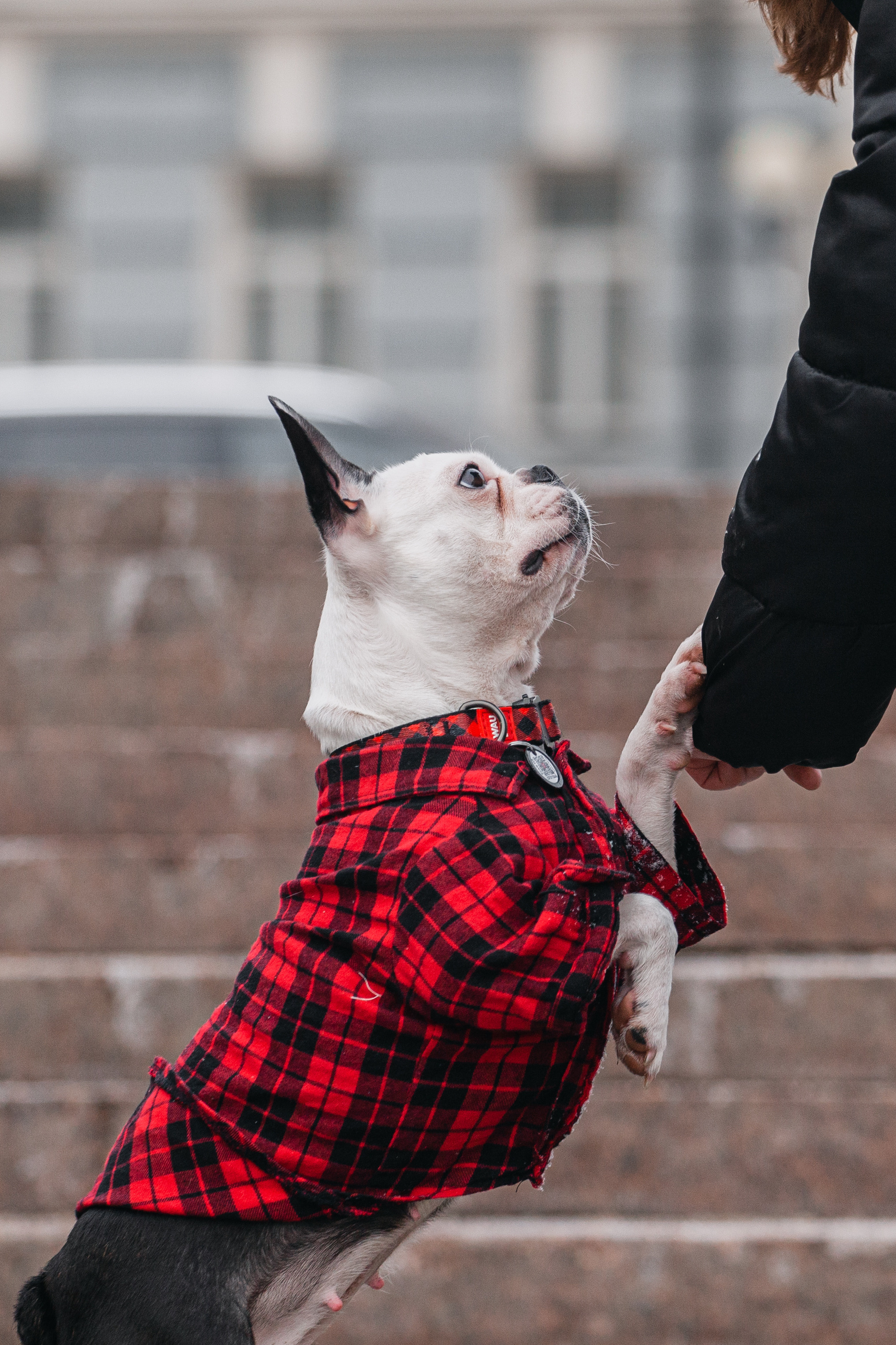Василиса и Мира Кузнецкий мост. Фотограф-анималист Татьяна Степанова
