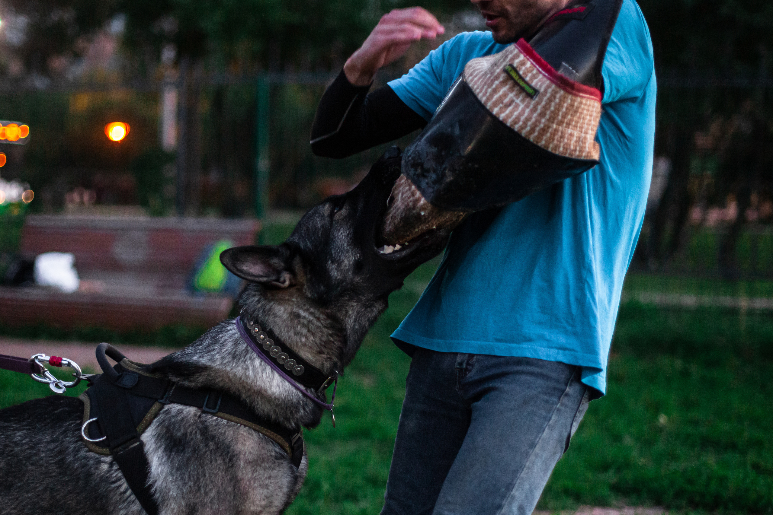 Занятие ЗКС+Выборка 2022. Фотограф-анималист Татьяна Степанова