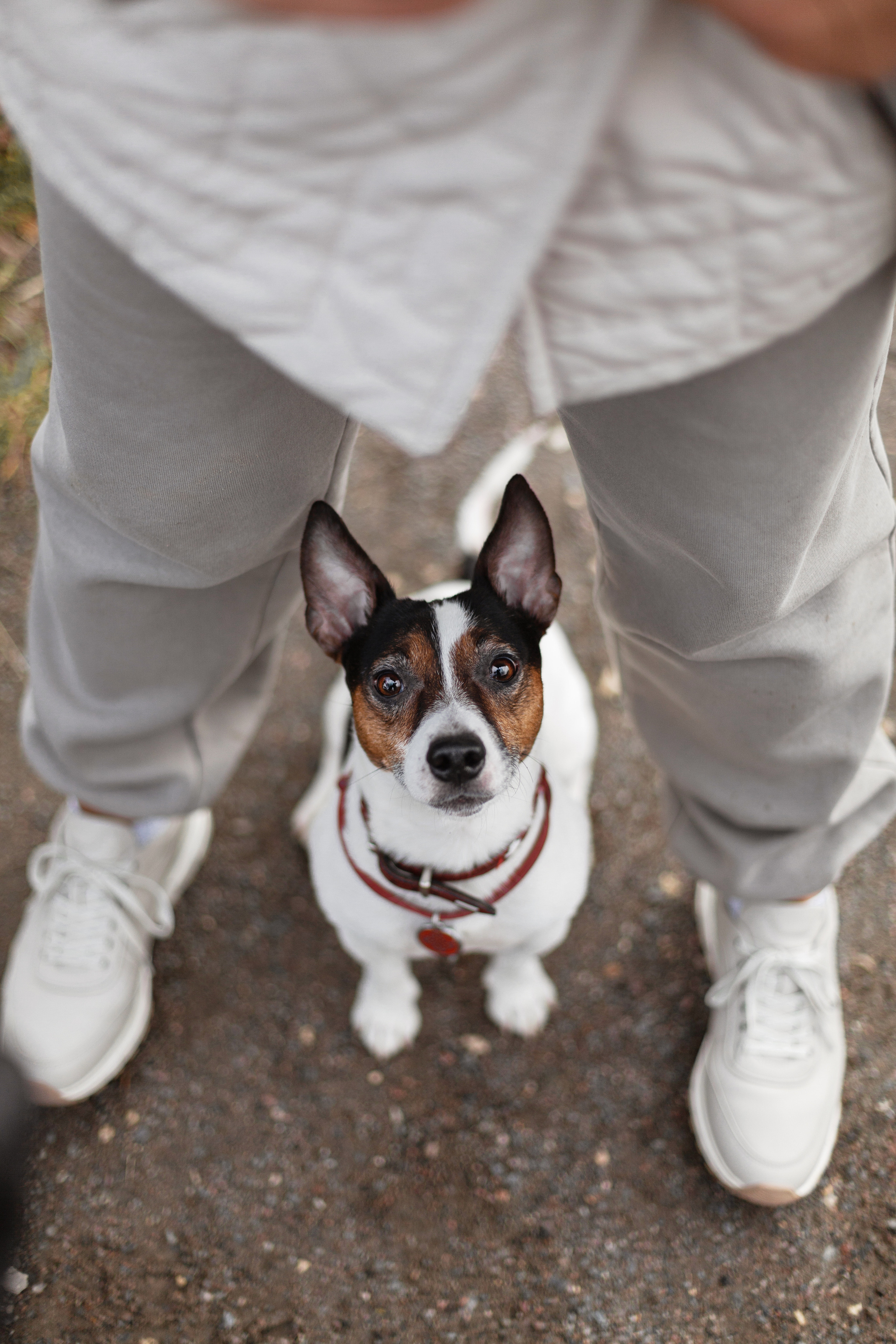 Женя, Скай и Арти в ПКИО Северное Тушино. Фотограф-анималист Татьяна Степанова