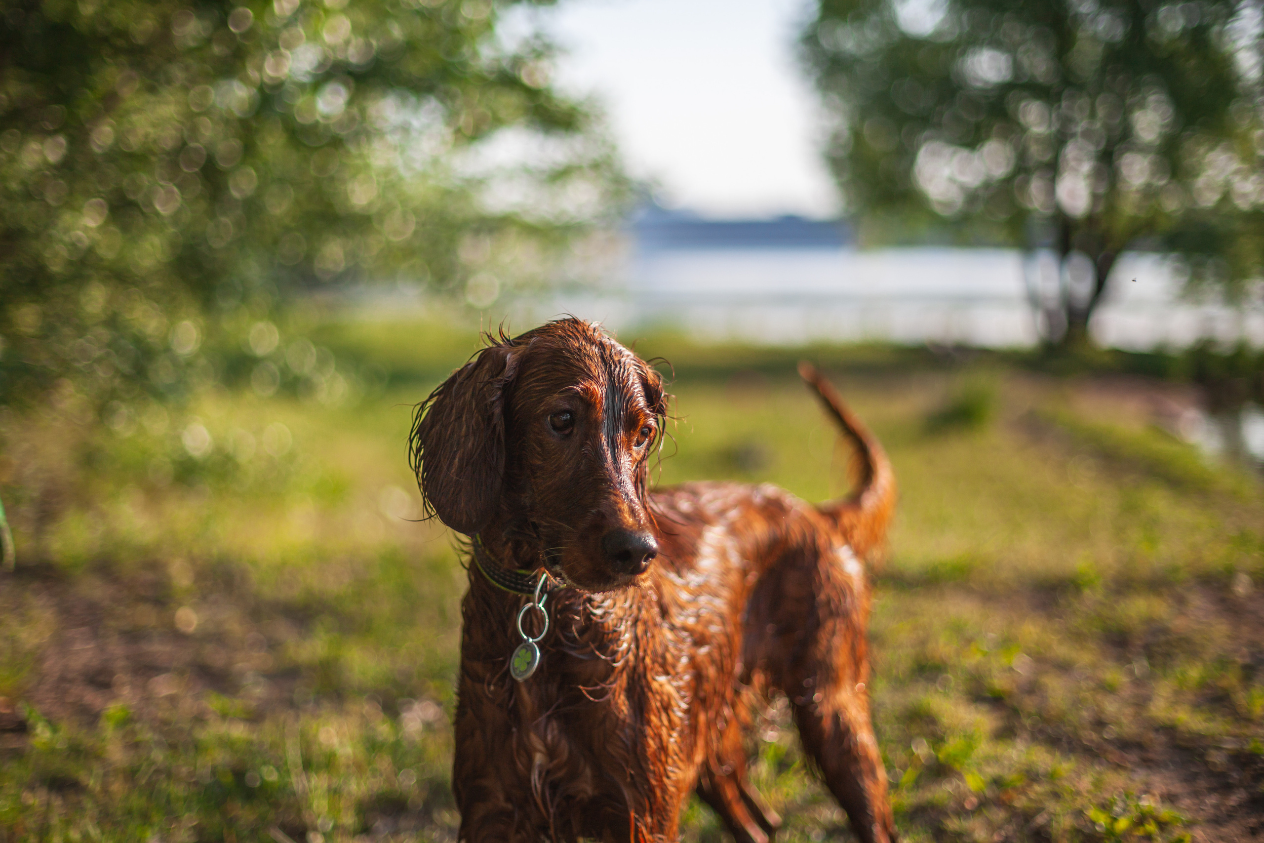 Рассветная съемка в ПКИО Северное Тушино. Фотограф-анималист Татьяна Степанова