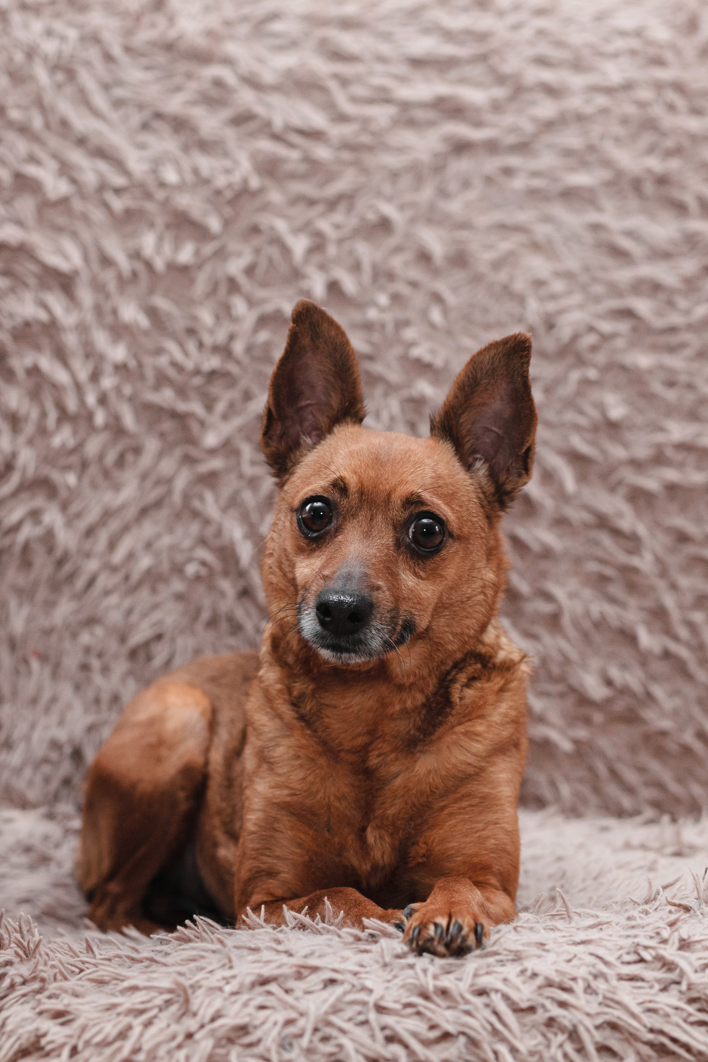 Домашняя съемка 2 собак и кошки 2023. Фотограф-анималист Татьяна Степанова