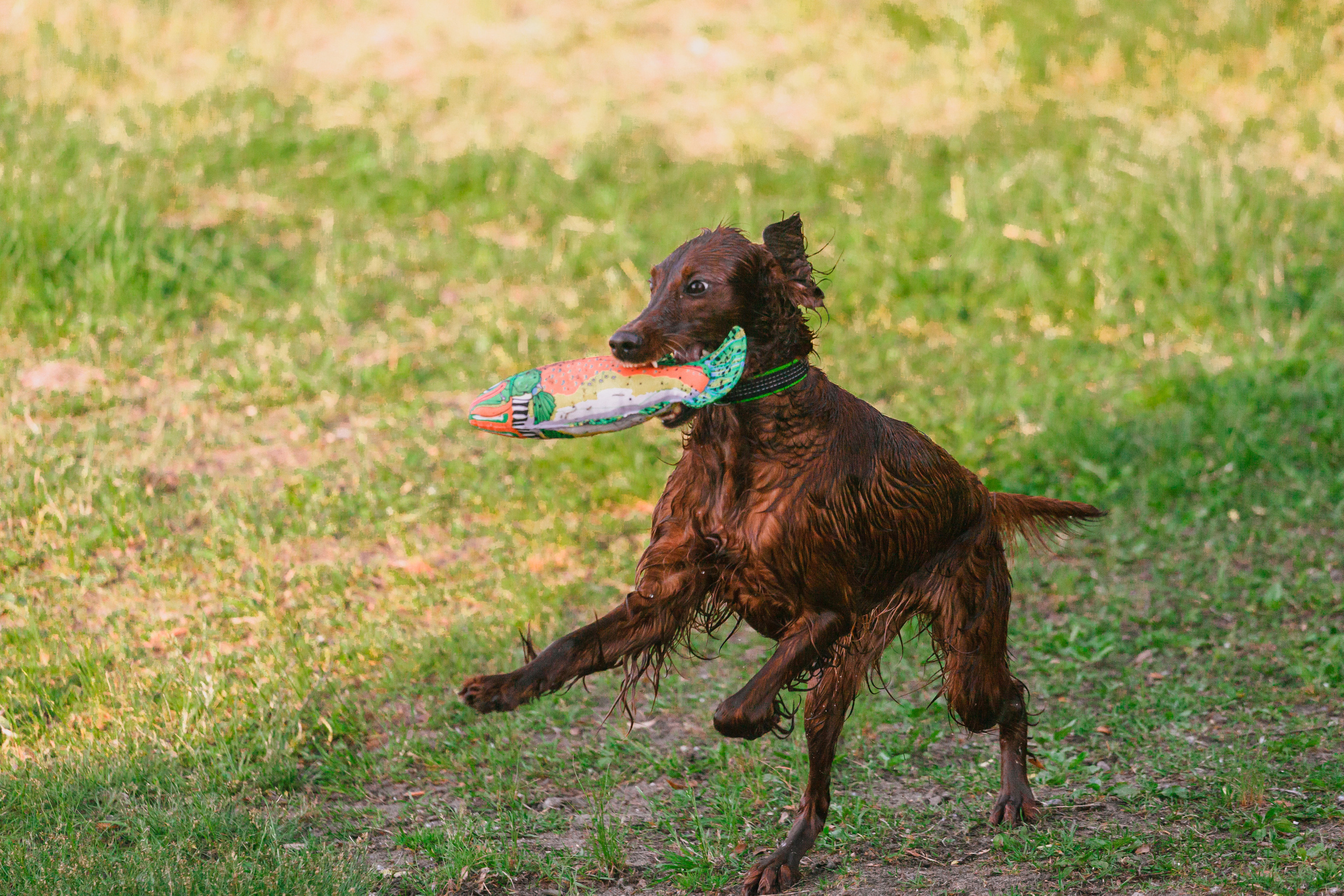 Рассветная съемка в ПКИО Северное Тушино. Фотограф-анималист Татьяна Степанова
