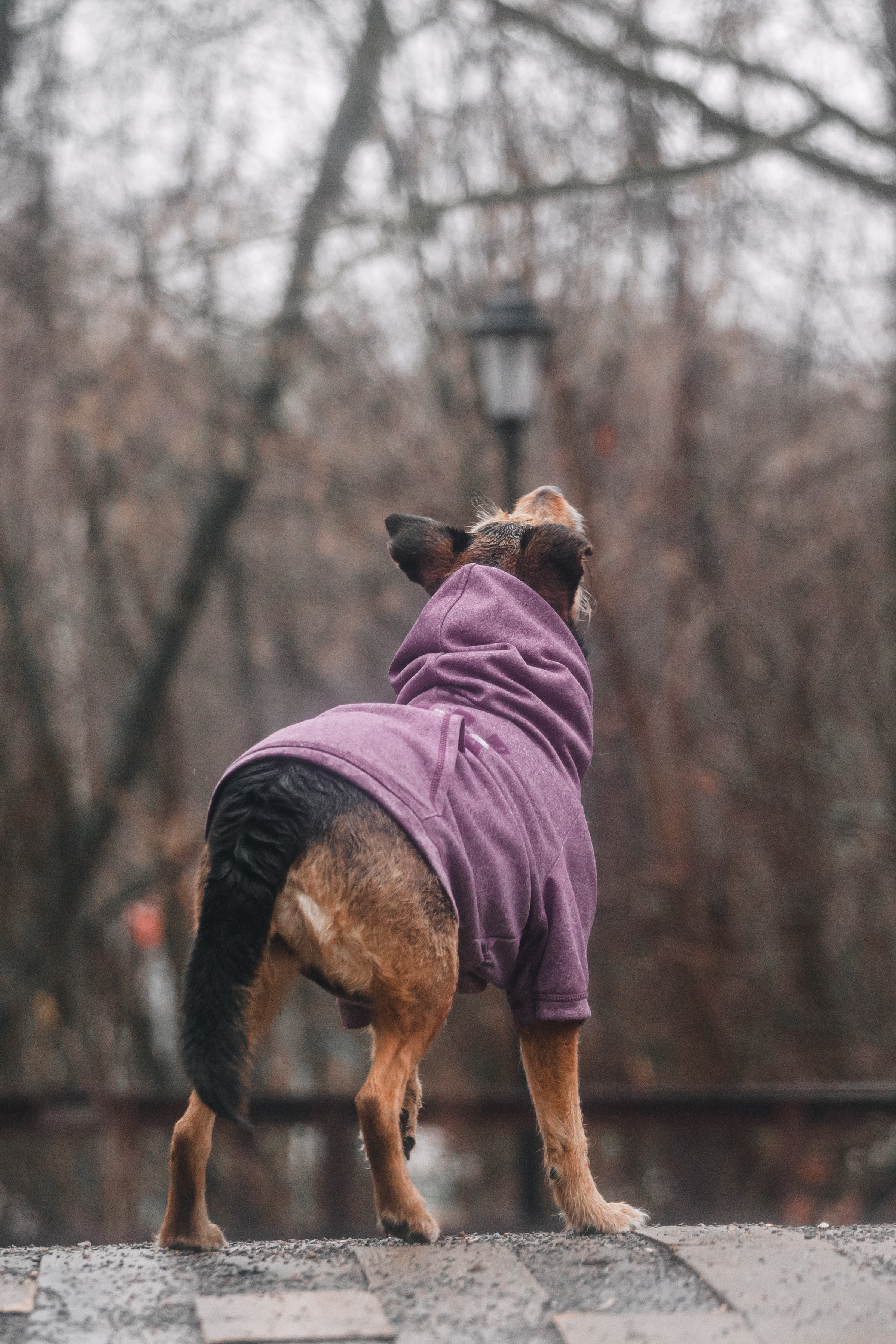 Лиза и Бренда. Фотограф-анималист Татьяна Степанова