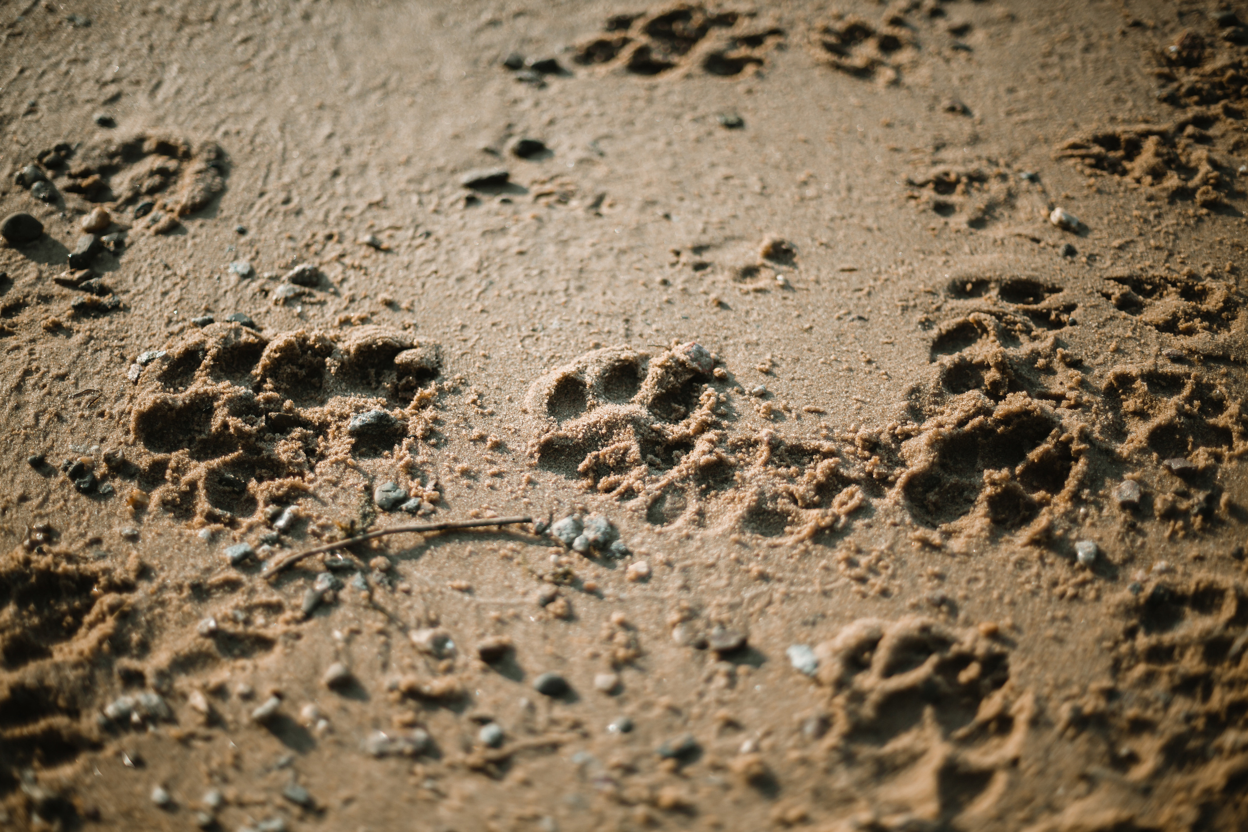 Рассветная съемка в ПКИО Северное Тушино. Фотограф-анималист Татьяна Степанова