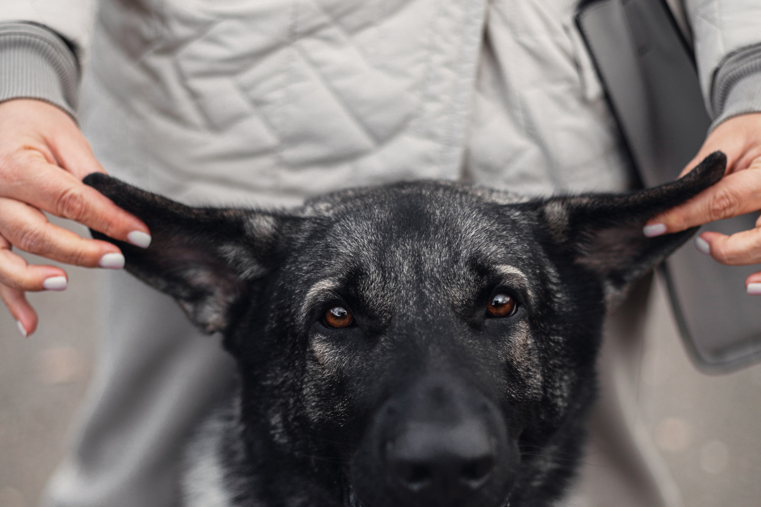 Женя, Скай и Арти в ПКИО Северное Тушино. Фотограф-анималист Татьяна Степанова