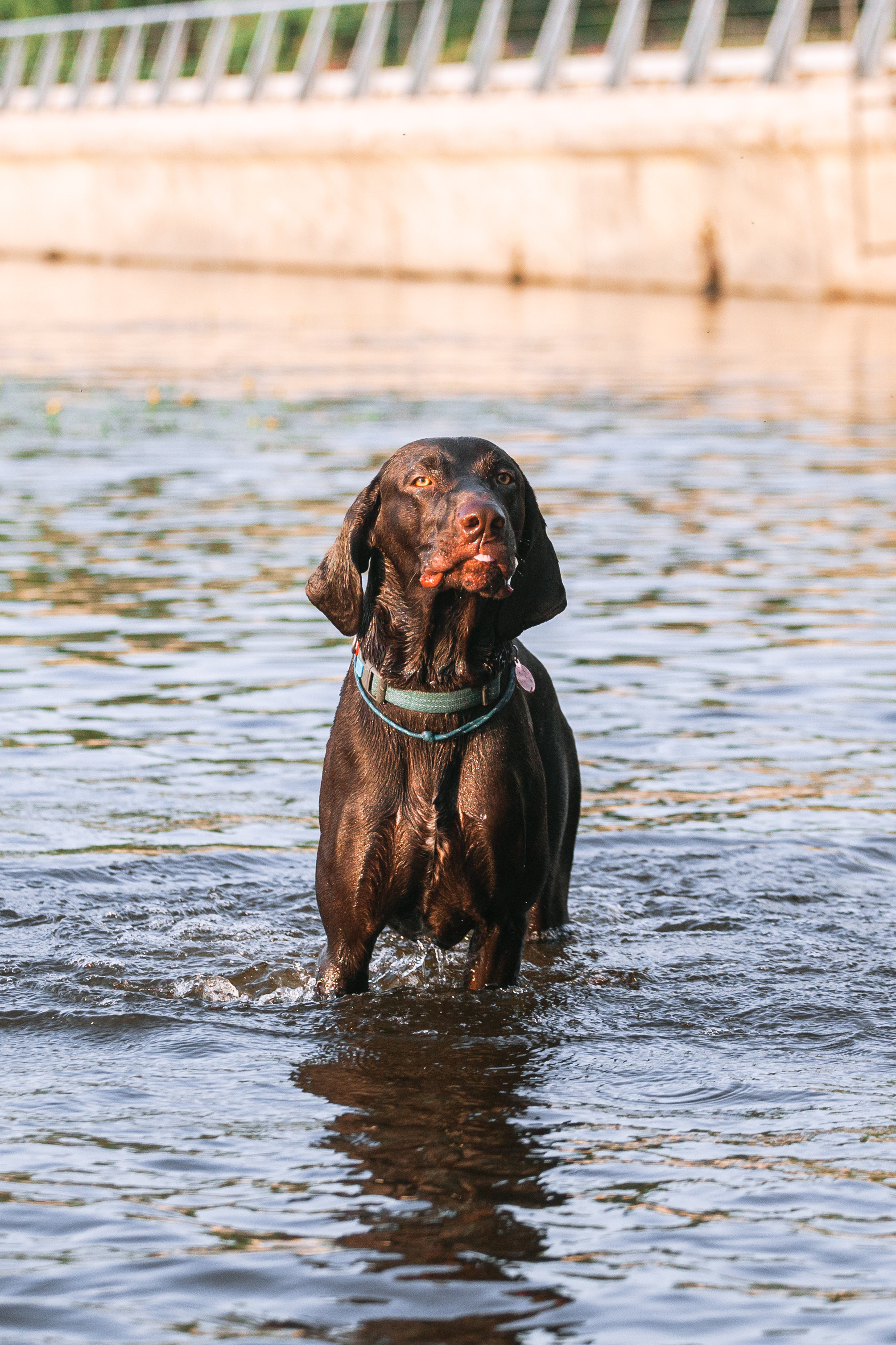 Рассветная съемка в ПКИО Северное Тушино. Фотограф-анималист Татьяна Степанова