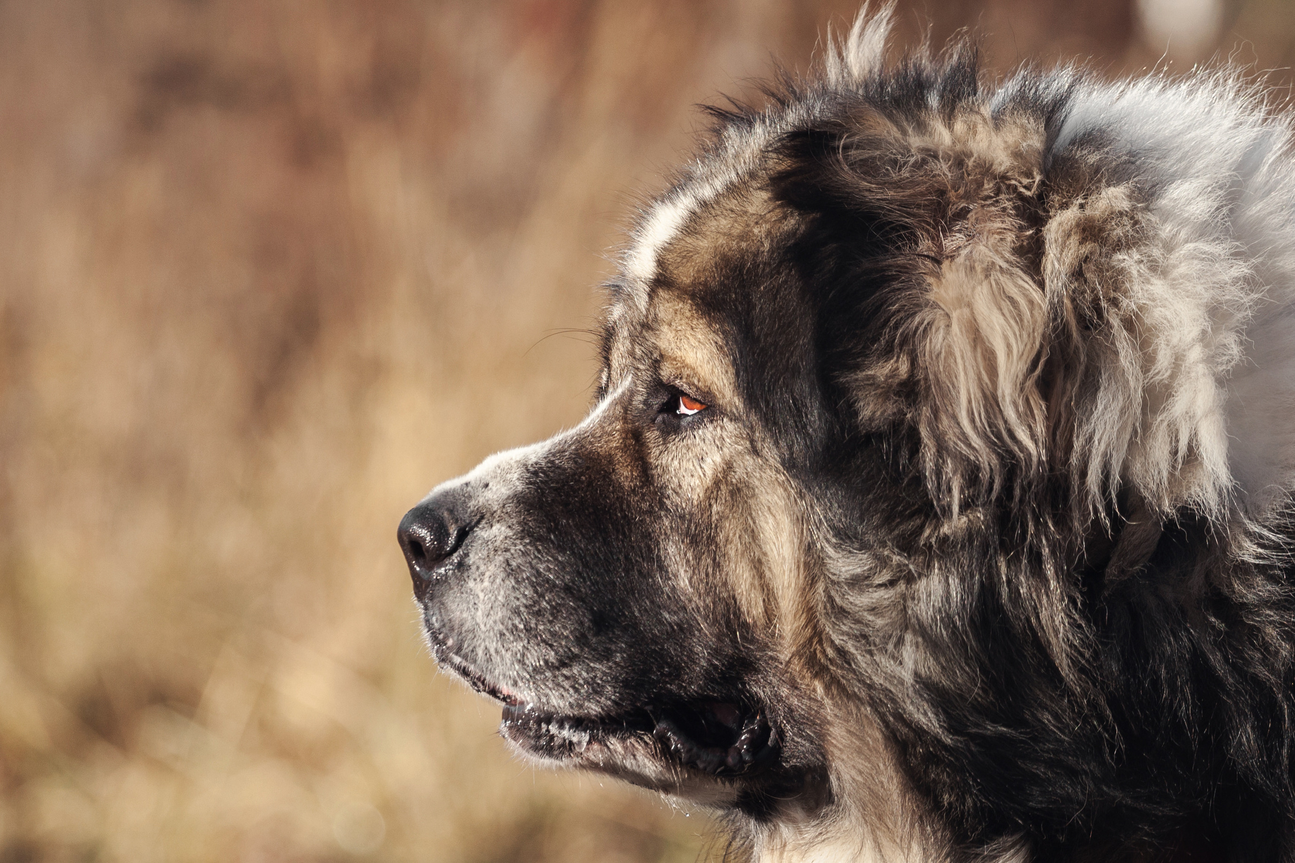Фонд помощи кавказским овчаркам (Дудусик дог) 2022. Фотограф-анималист Татьяна Степанова