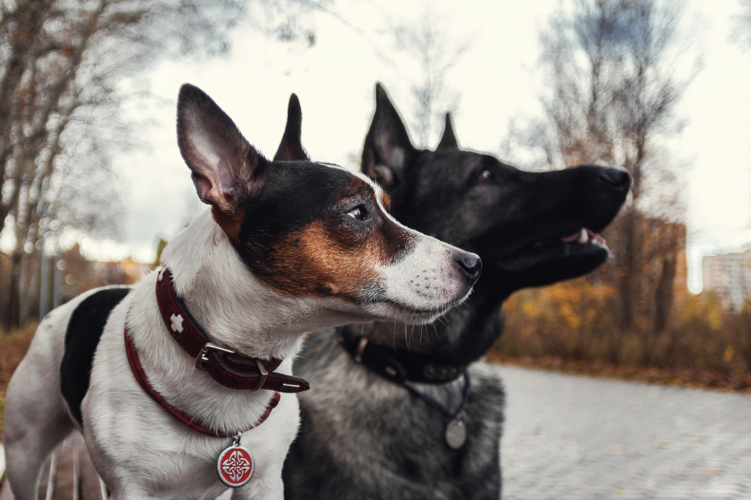 Женя, Скай и Арти в ПКИО Северное Тушино. Фотограф-анималист Татьяна Степанова