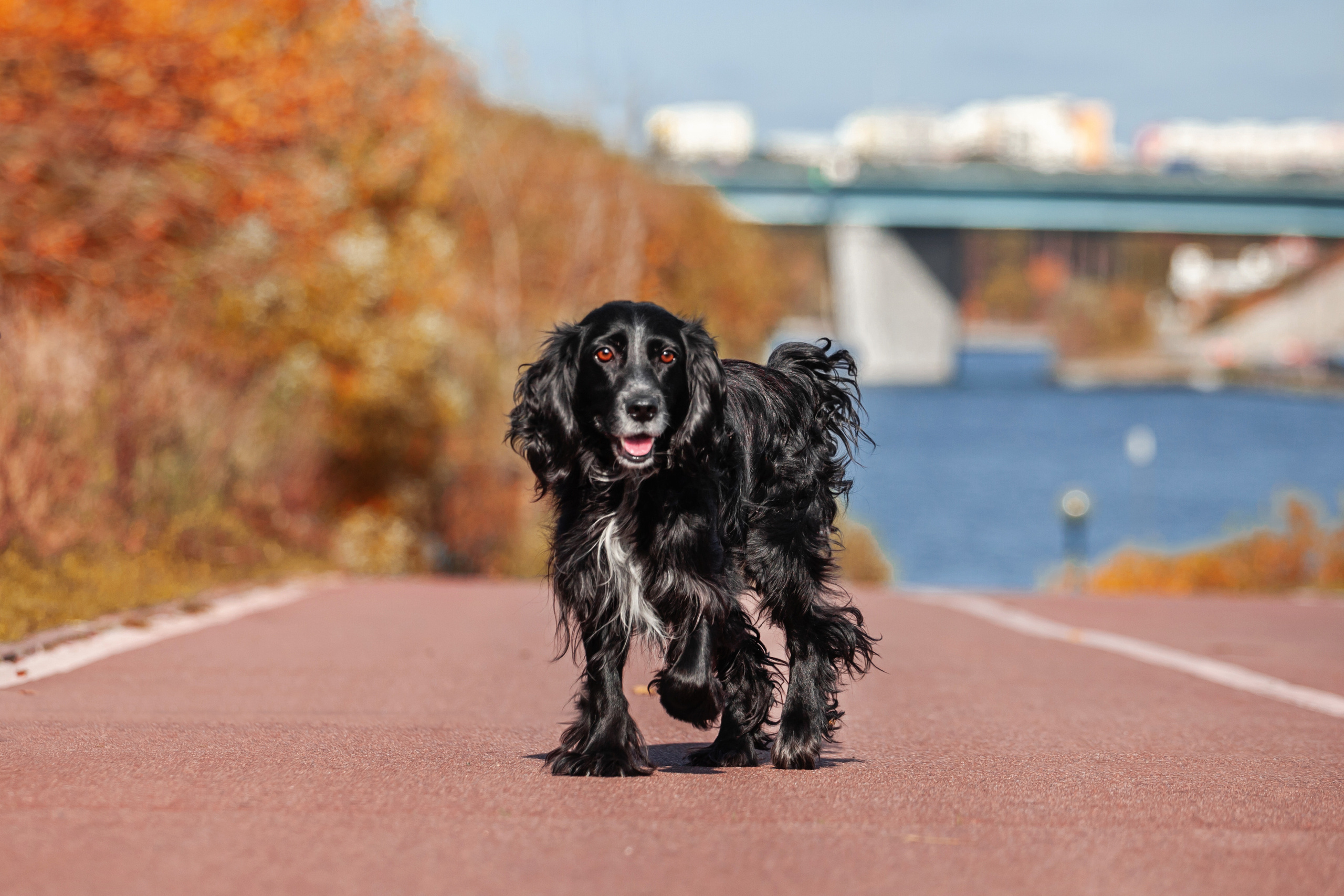 Барон и Лара 2022. Фотограф-анималист Татьяна Степанова