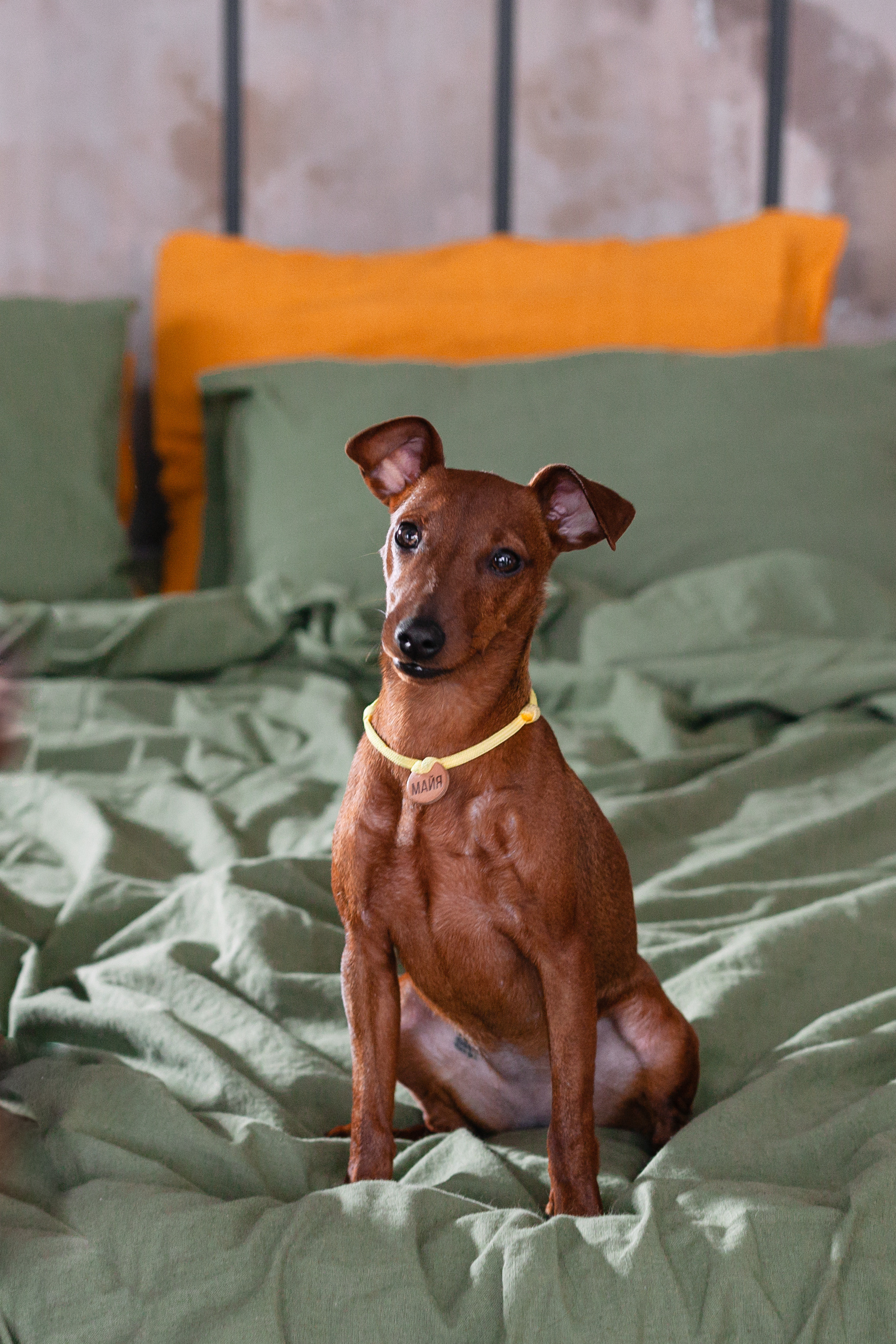 Александра и пинчеры Майя и Джой. Фотограф-анималист Татьяна Степанова