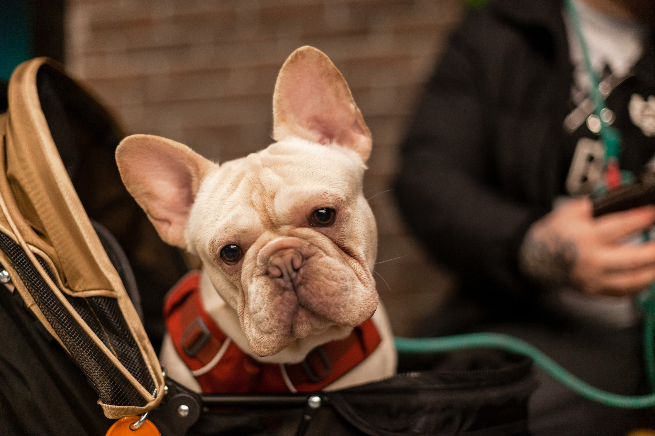 Бульелка 2022. Фотограф-анималист Татьяна Степанова