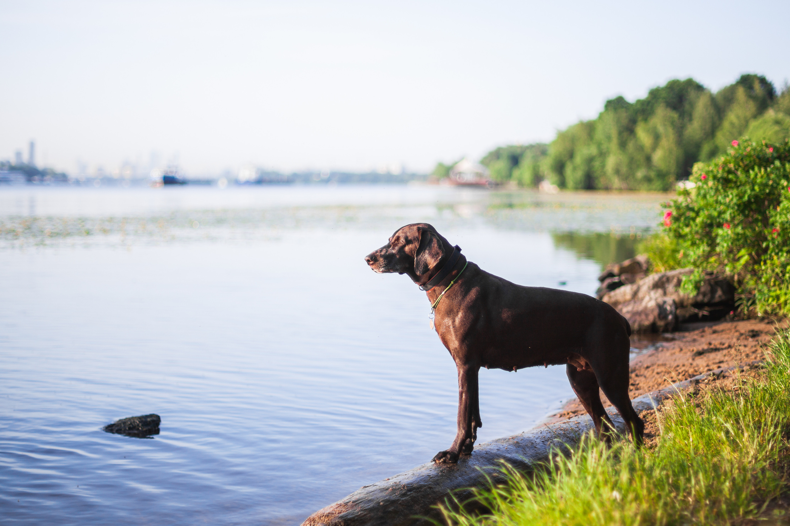 Рассветная съемка в ПКИО Северное Тушино. Фотограф-анималист Татьяна Степанова