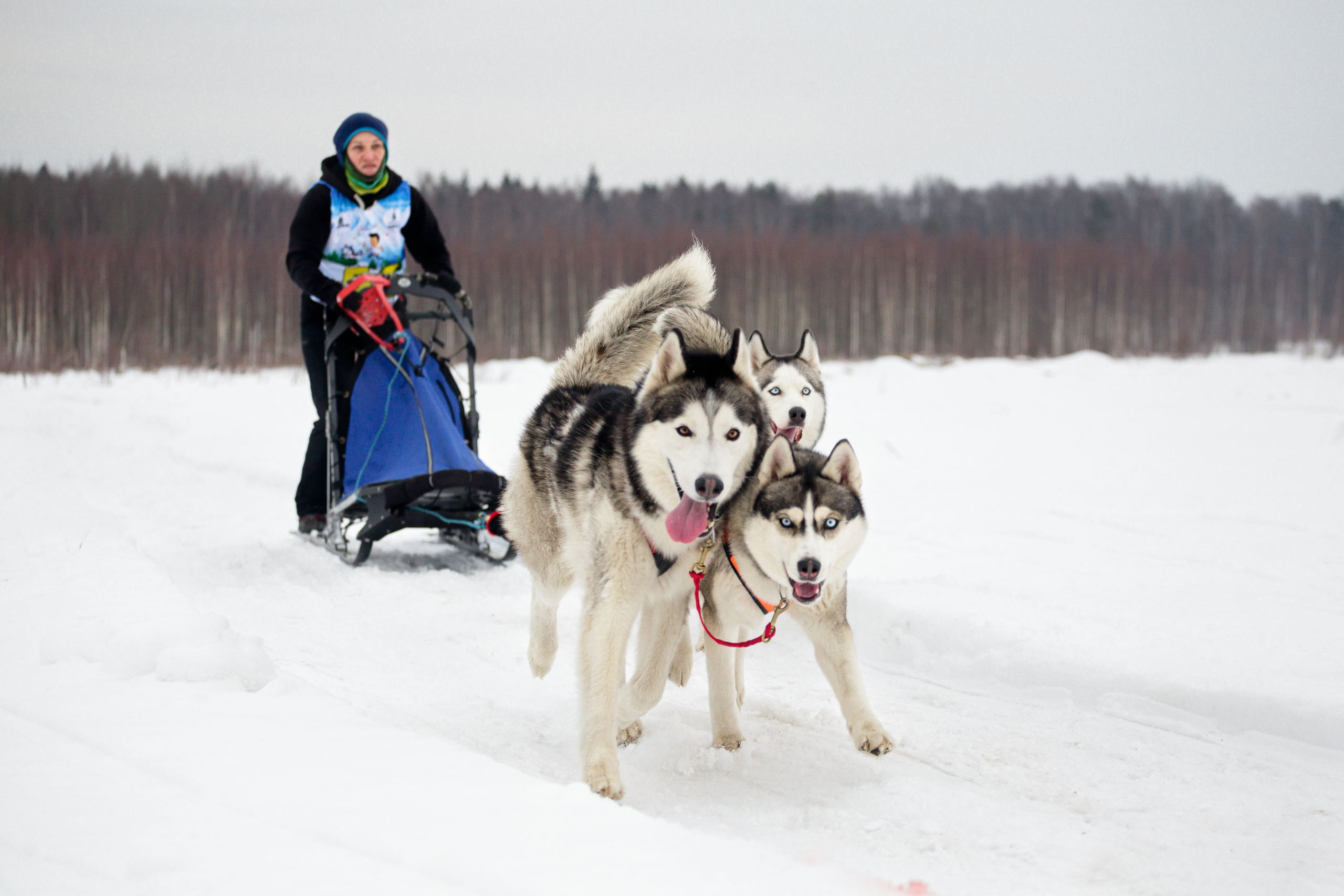 Холодные игры 28 февраля 2022. Фотограф-анималист Татьяна Степанова