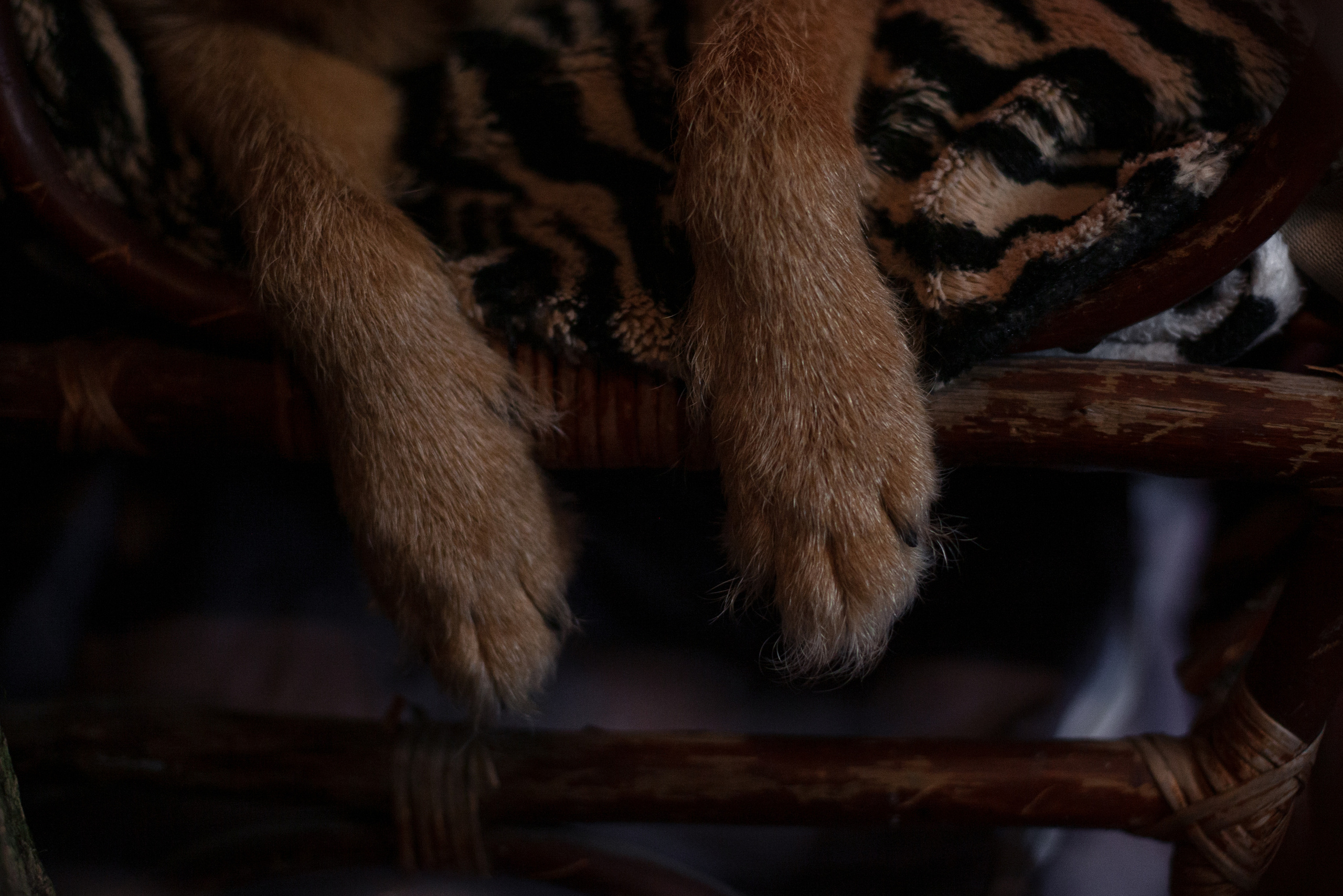 Лиза и Бренда. Фотограф-анималист Татьяна Степанова