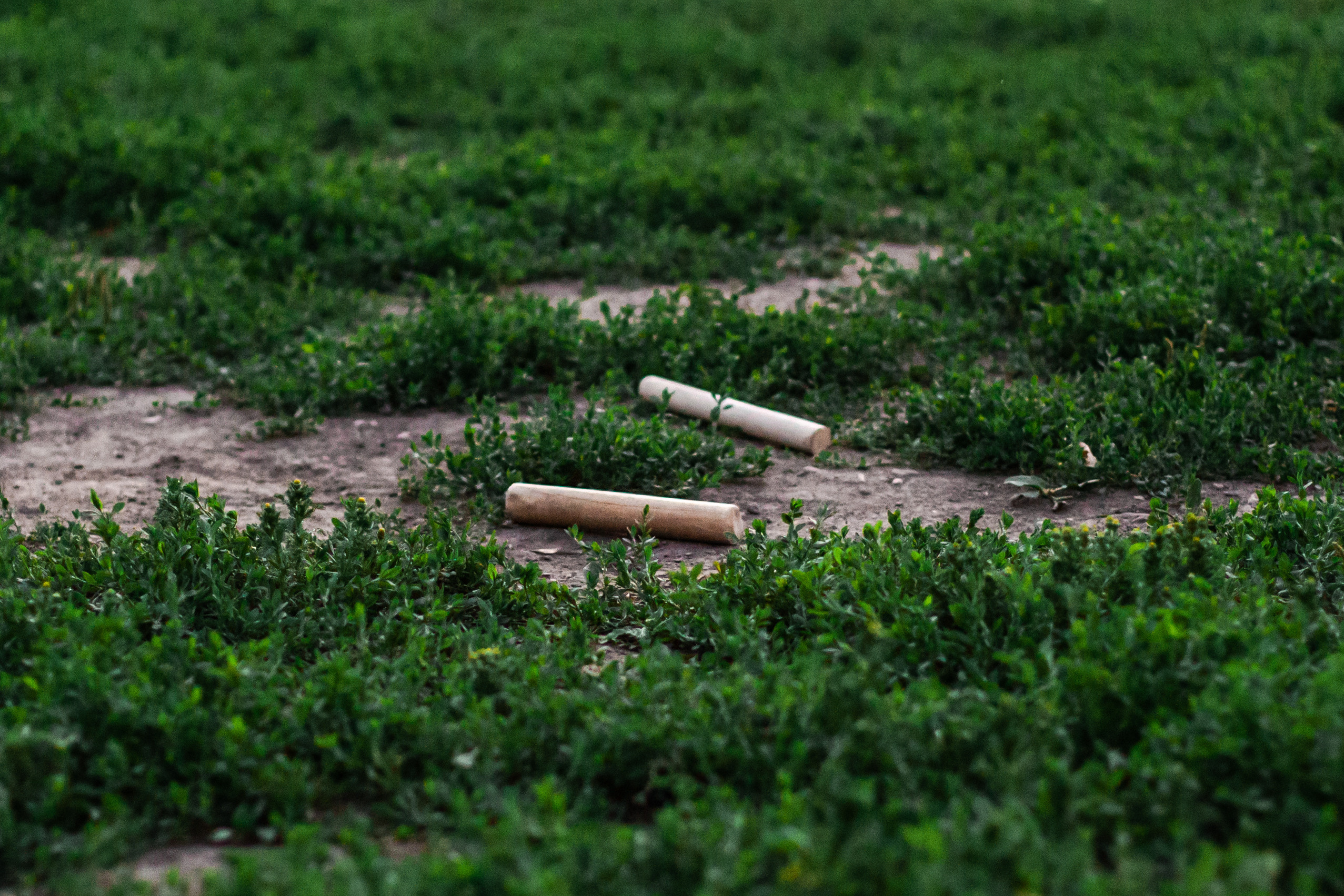 Занятие ЗКС+Выборка 2022. Фотограф-анималист Татьяна Степанова