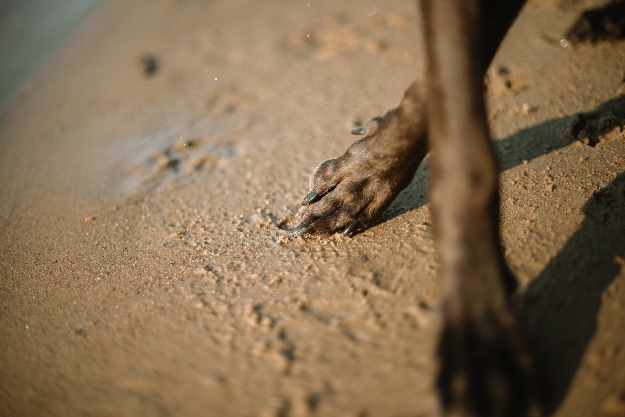 Рассветная съемка в ПКИО Северное Тушино. Фотограф-анималист Татьяна Степанова