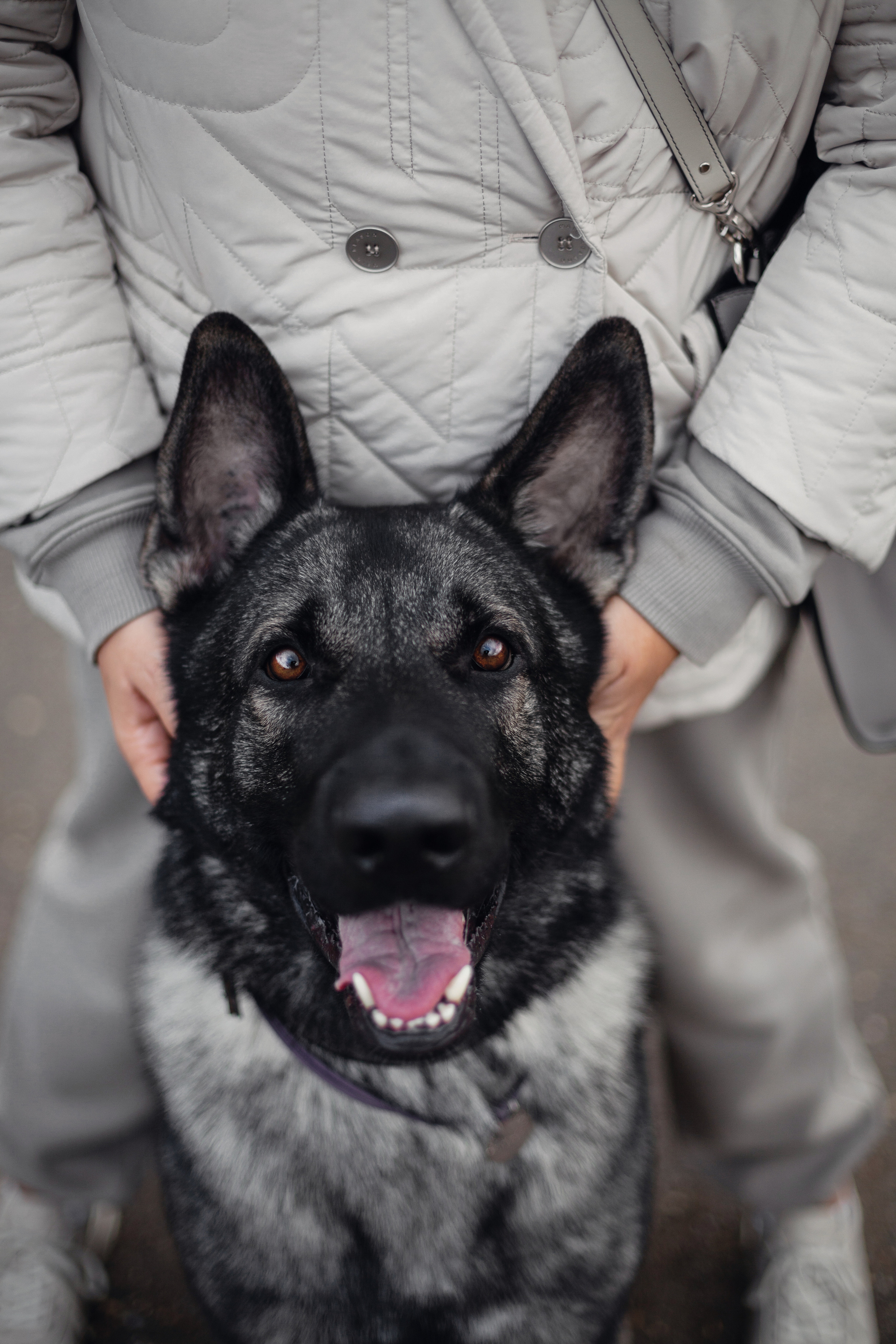 Женя, Скай и Арти в ПКИО Северное Тушино. Фотограф-анималист Татьяна Степанова