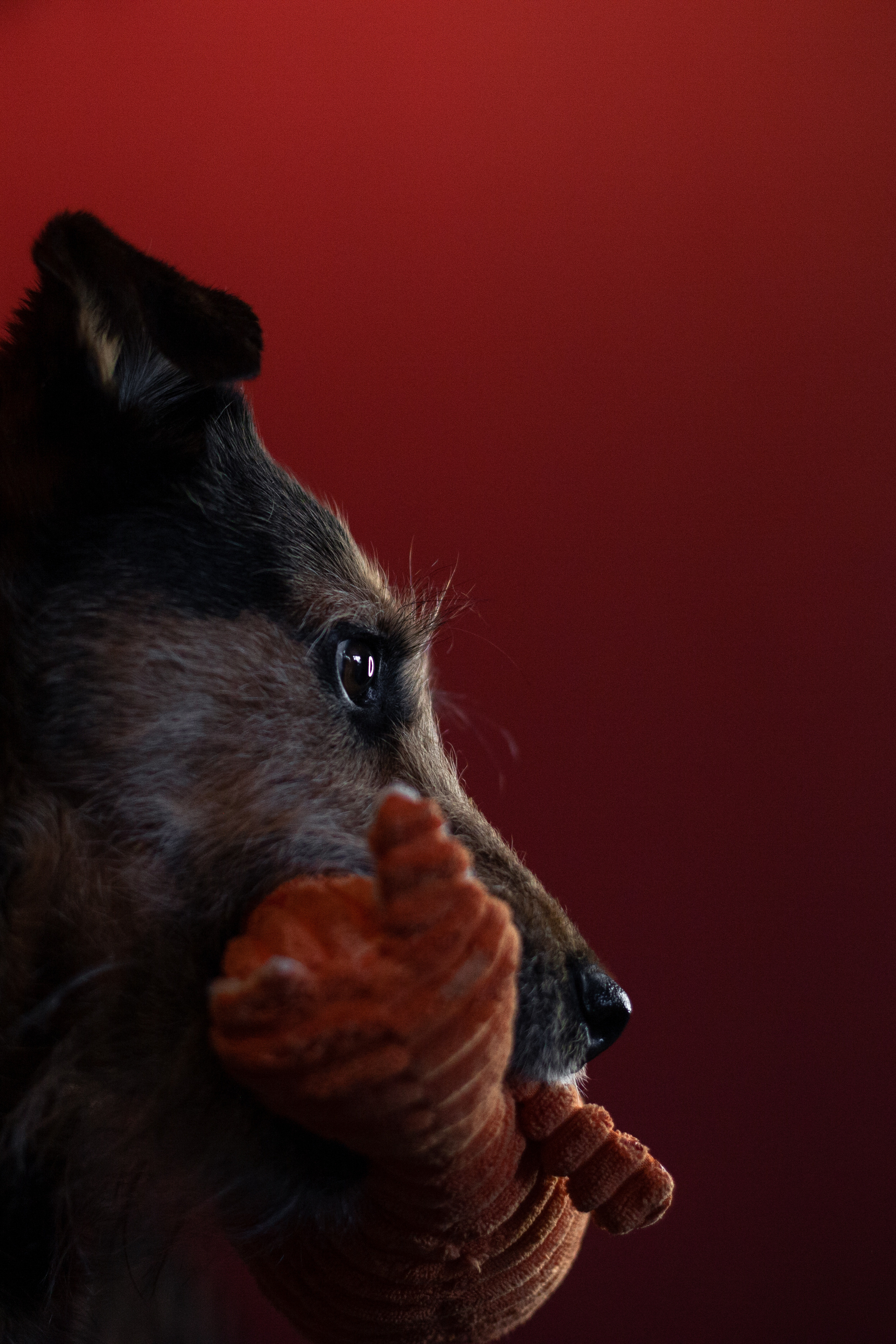 Лиза и Бренда. Фотограф-анималист Татьяна Степанова