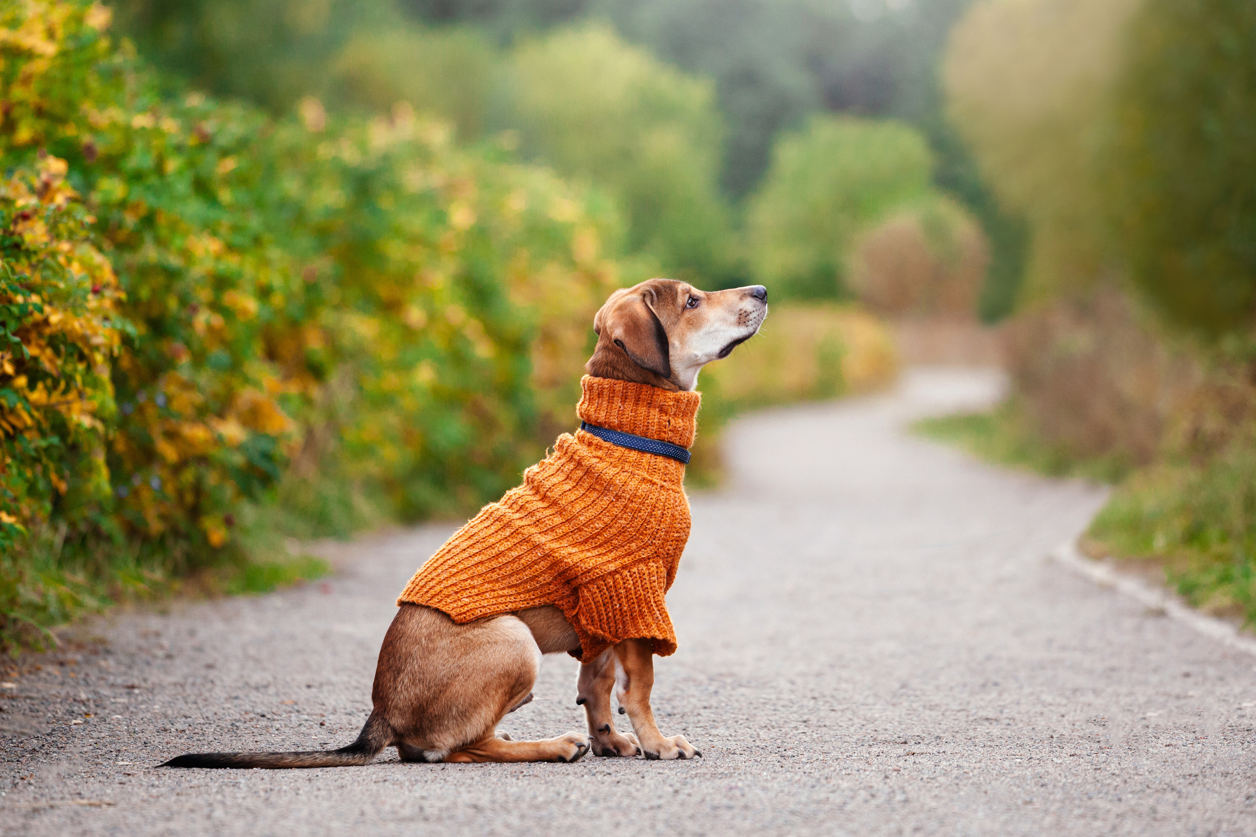 Лукас и Бусинка 2022. Фотограф-анималист Татьяна Степанова