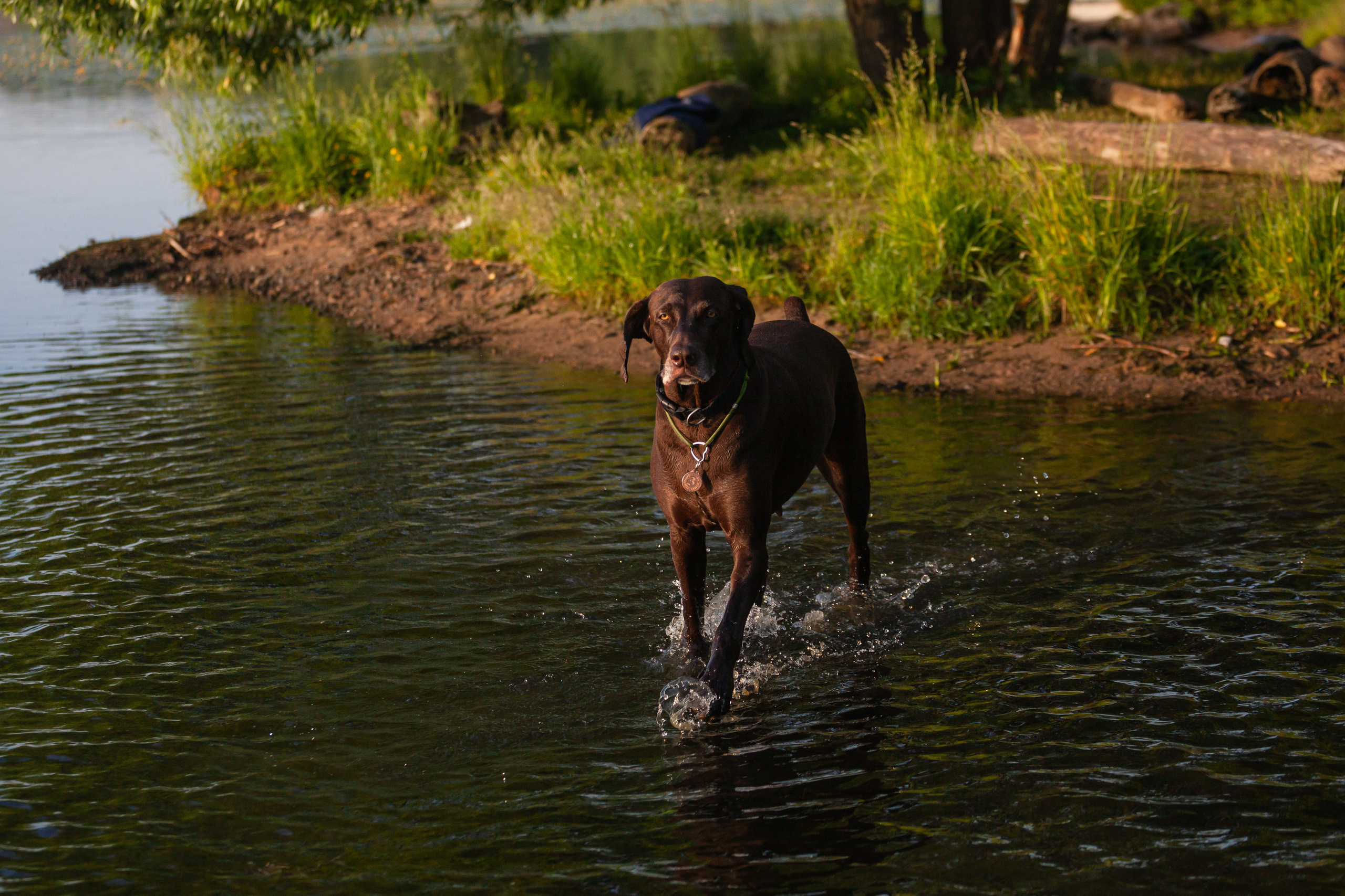 Рассветная съемка в ПКИО Северное Тушино. Фотограф-анималист Татьяна Степанова