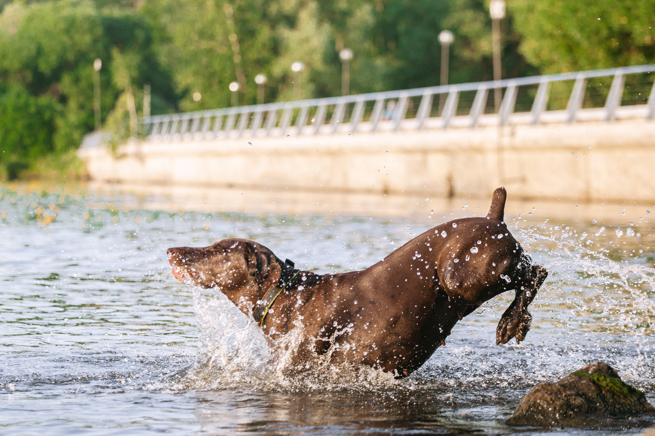 Рассветная съемка в ПКИО Северное Тушино. Фотограф-анималист Татьяна Степанова
