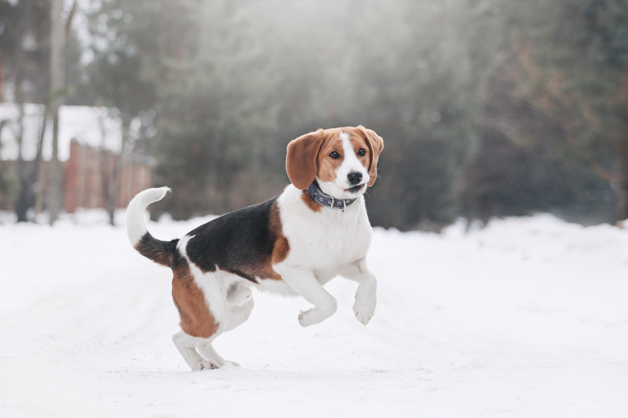 Группа помощи Дом для бигля 2023. Фотограф-анималист Татьяна Степанова
