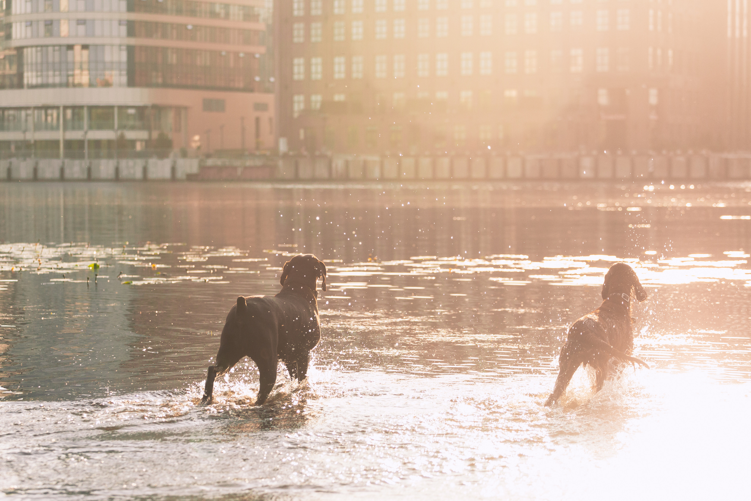 Рассветная съемка в ПКИО Северное Тушино. Фотограф-анималист Татьяна Степанова