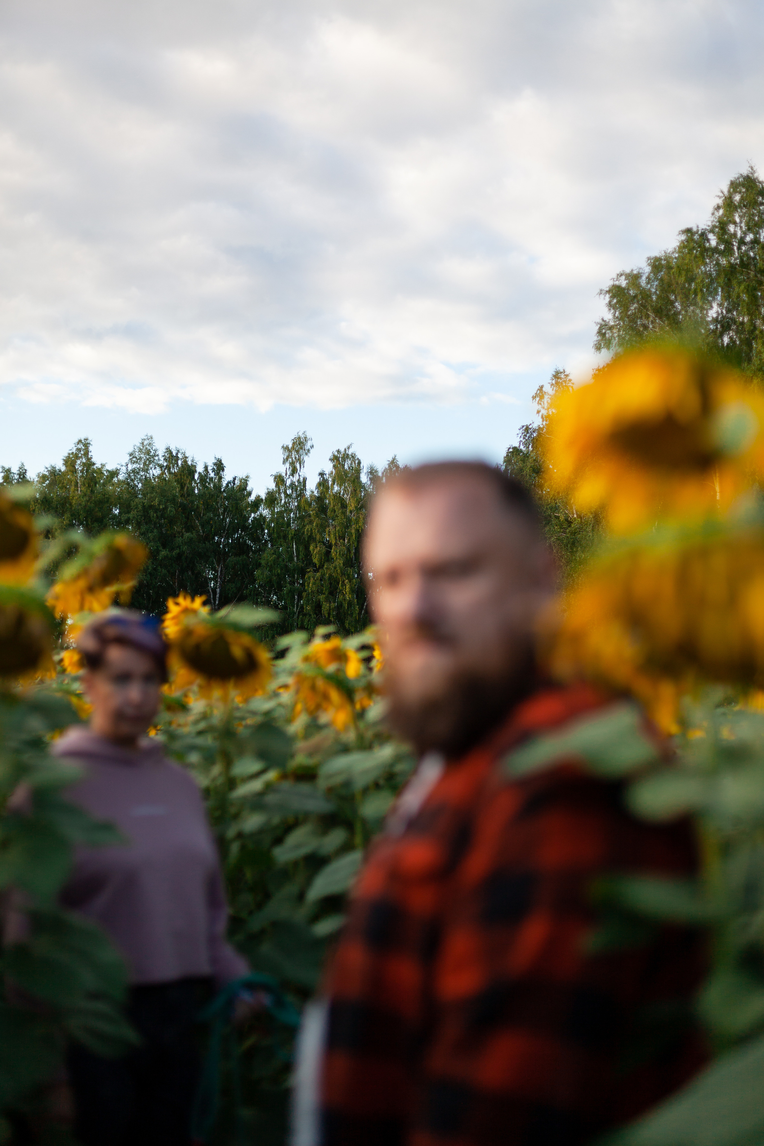 Коломна, стога и подсолнухи. Фотограф-анималист Татьяна Степанова
