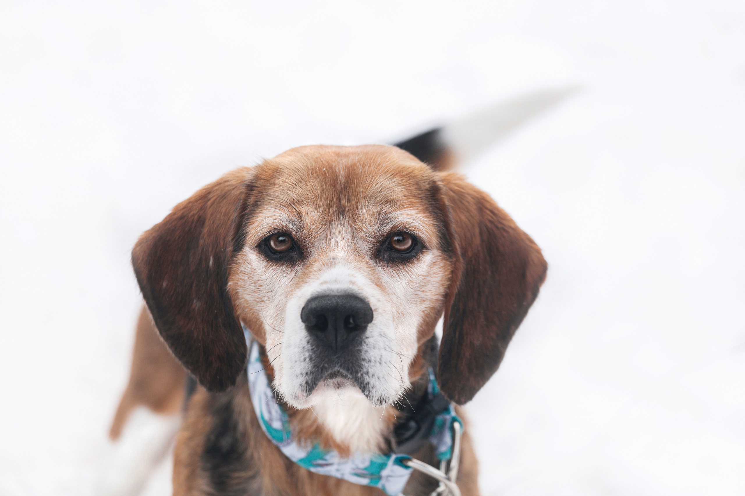 Группа помощи Дом для бигля 2023. Фотограф-анималист Татьяна Степанова