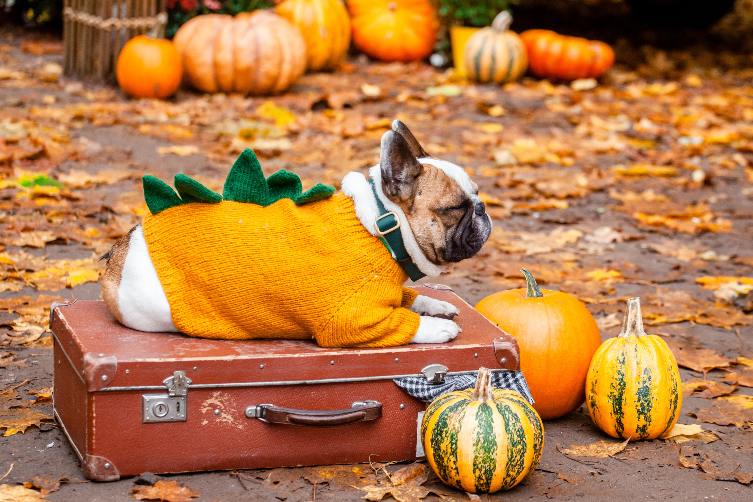 Съемка с ретро автобусом. Фотограф-анималист Татьяна Степанова