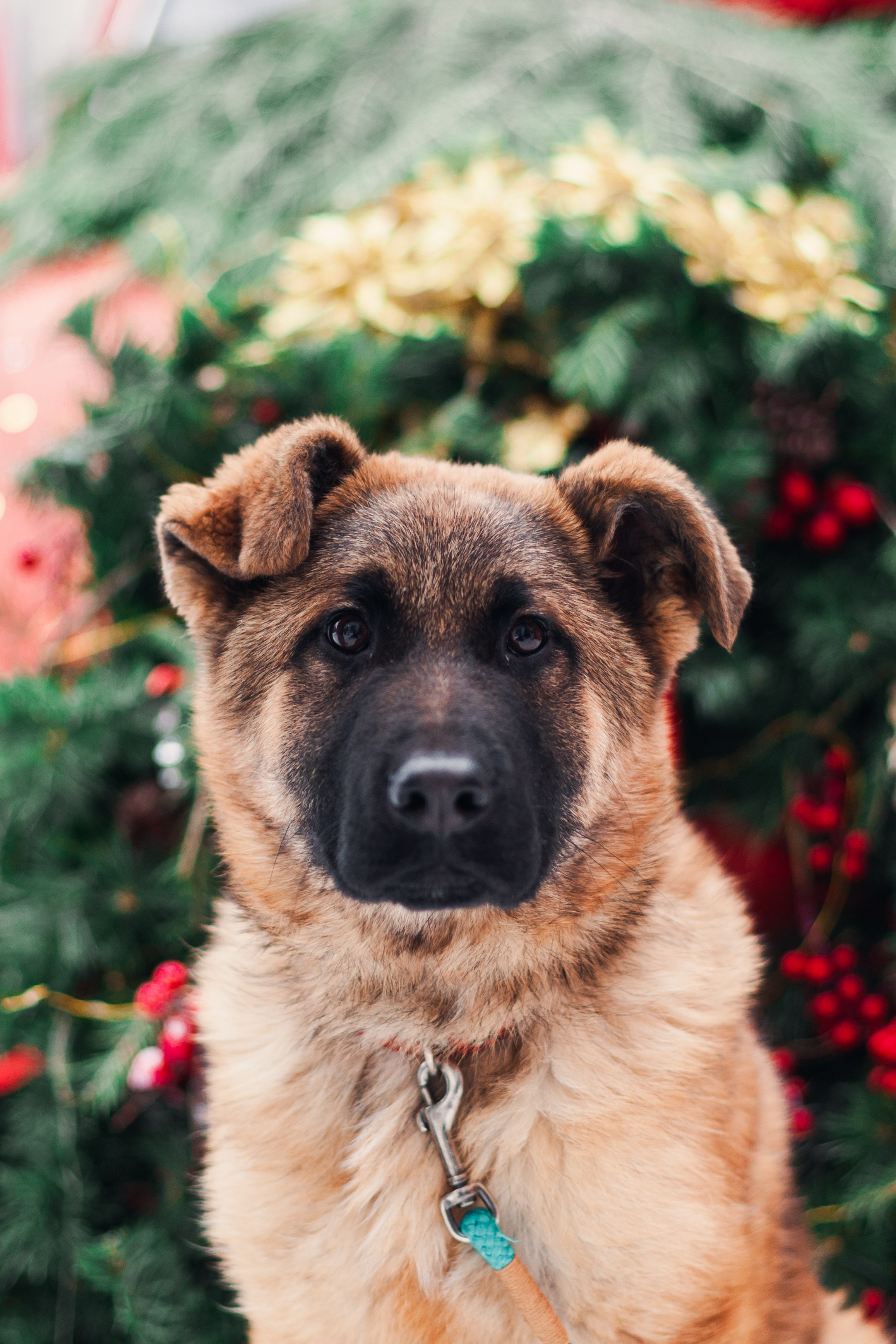 Новогодняя серия с ретромашиной. Фотограф-анималист Татьяна Степанова