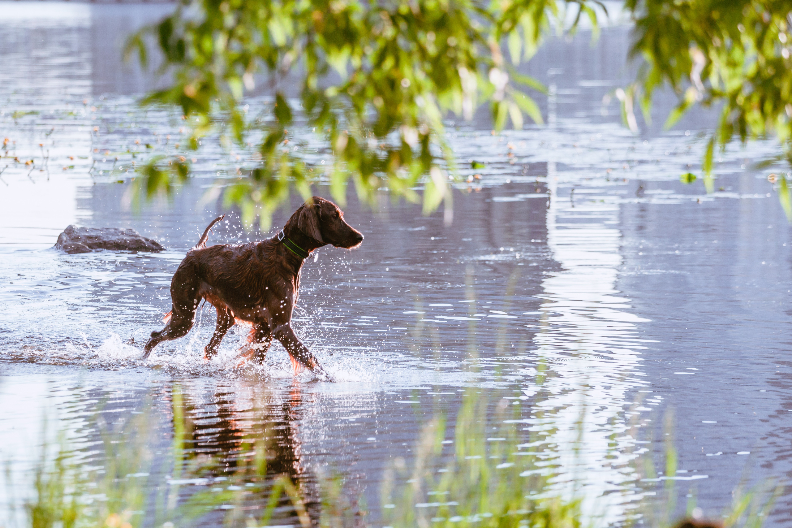 Рассветная съемка в ПКИО Северное Тушино. Фотограф-анималист Татьяна Степанова