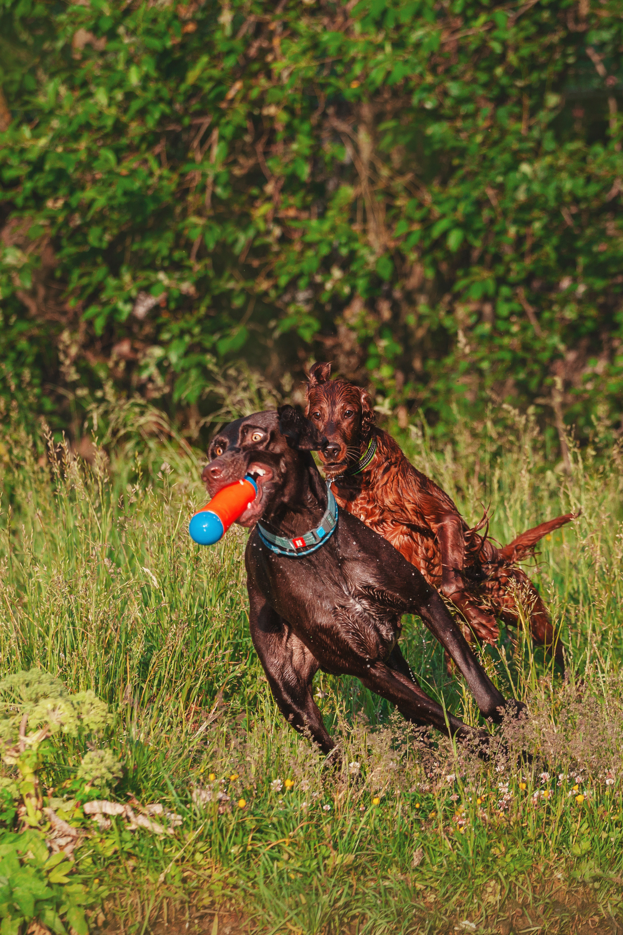 Рассветная съемка в ПКИО Северное Тушино. Фотограф-анималист Татьяна Степанова