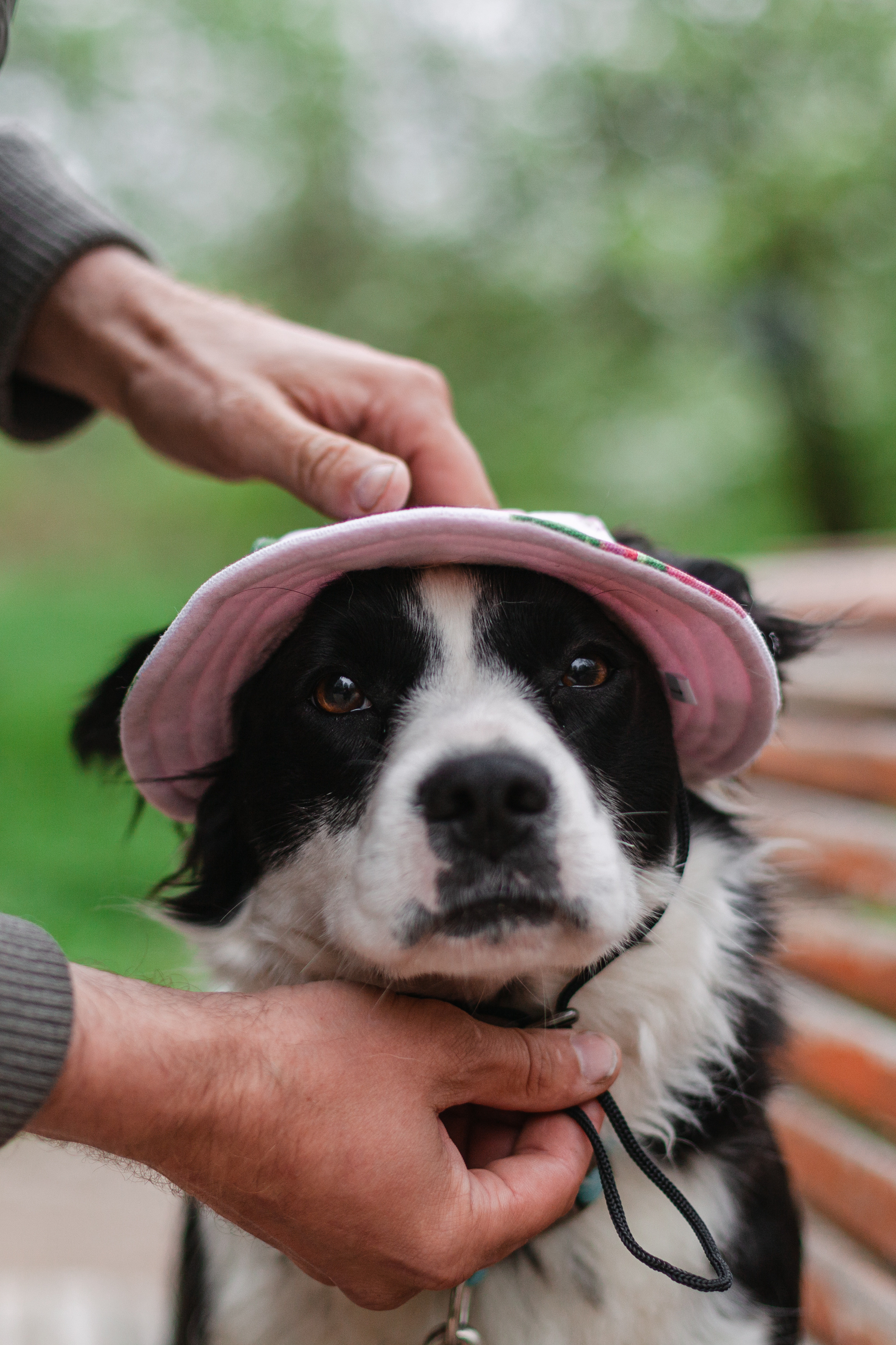 Съемка 3 собак в цветении 2023. Фотограф-анималист Татьяна Степанова