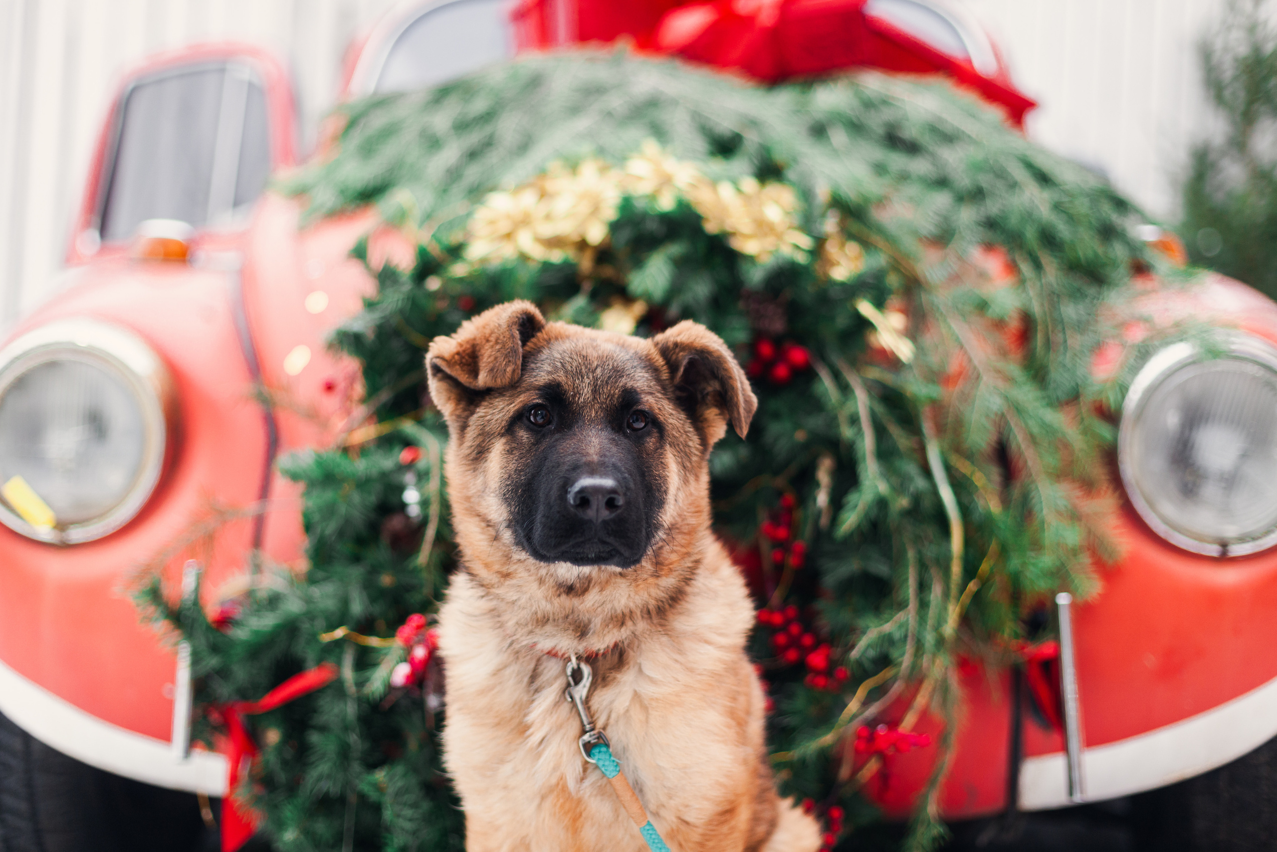 Новогодняя серия с ретромашиной. Фотограф-анималист Татьяна Степанова