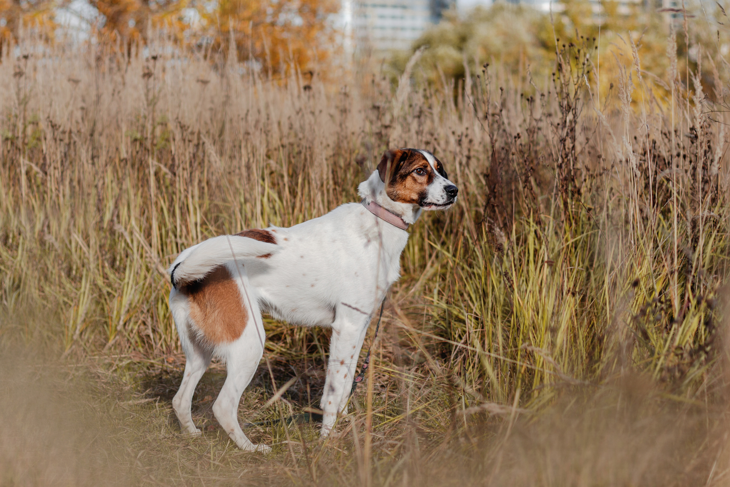 Барон и Лара 2022. Фотограф-анималист Татьяна Степанова