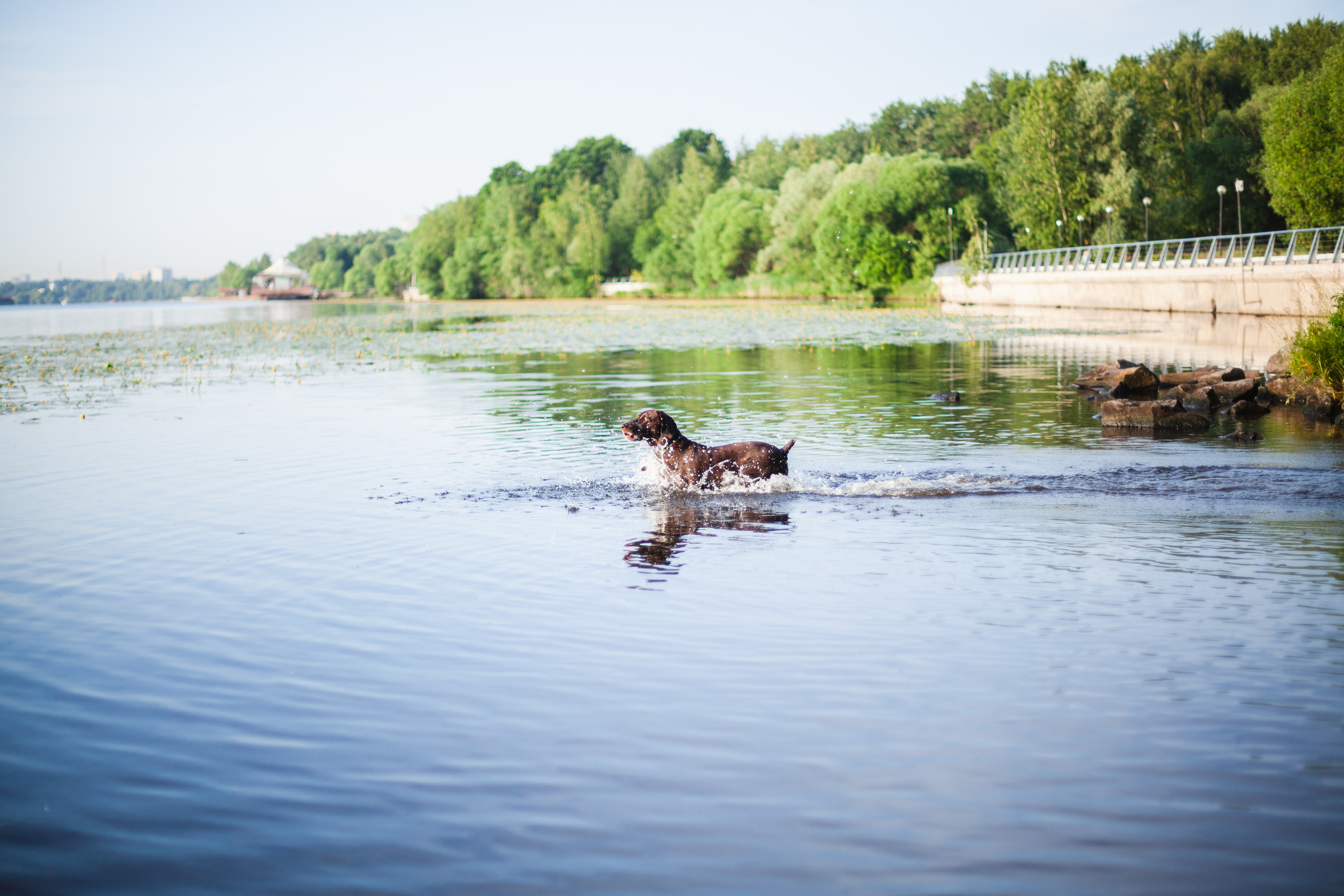 Рассветная съемка в ПКИО Северное Тушино. Фотограф-анималист Татьяна Степанова