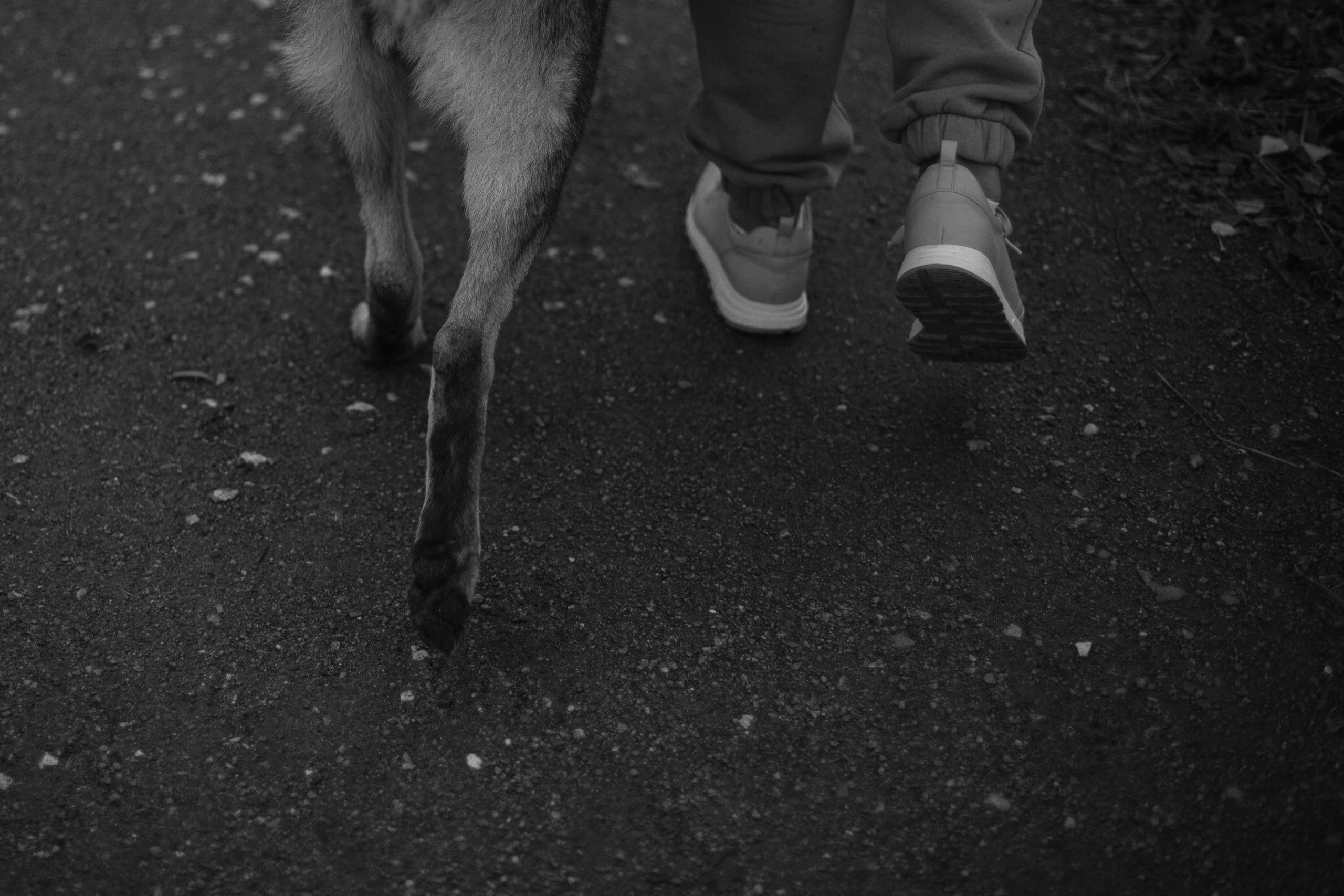 Женя, Скай и Арти в ПКИО Северное Тушино. Фотограф-анималист Татьяна Степанова