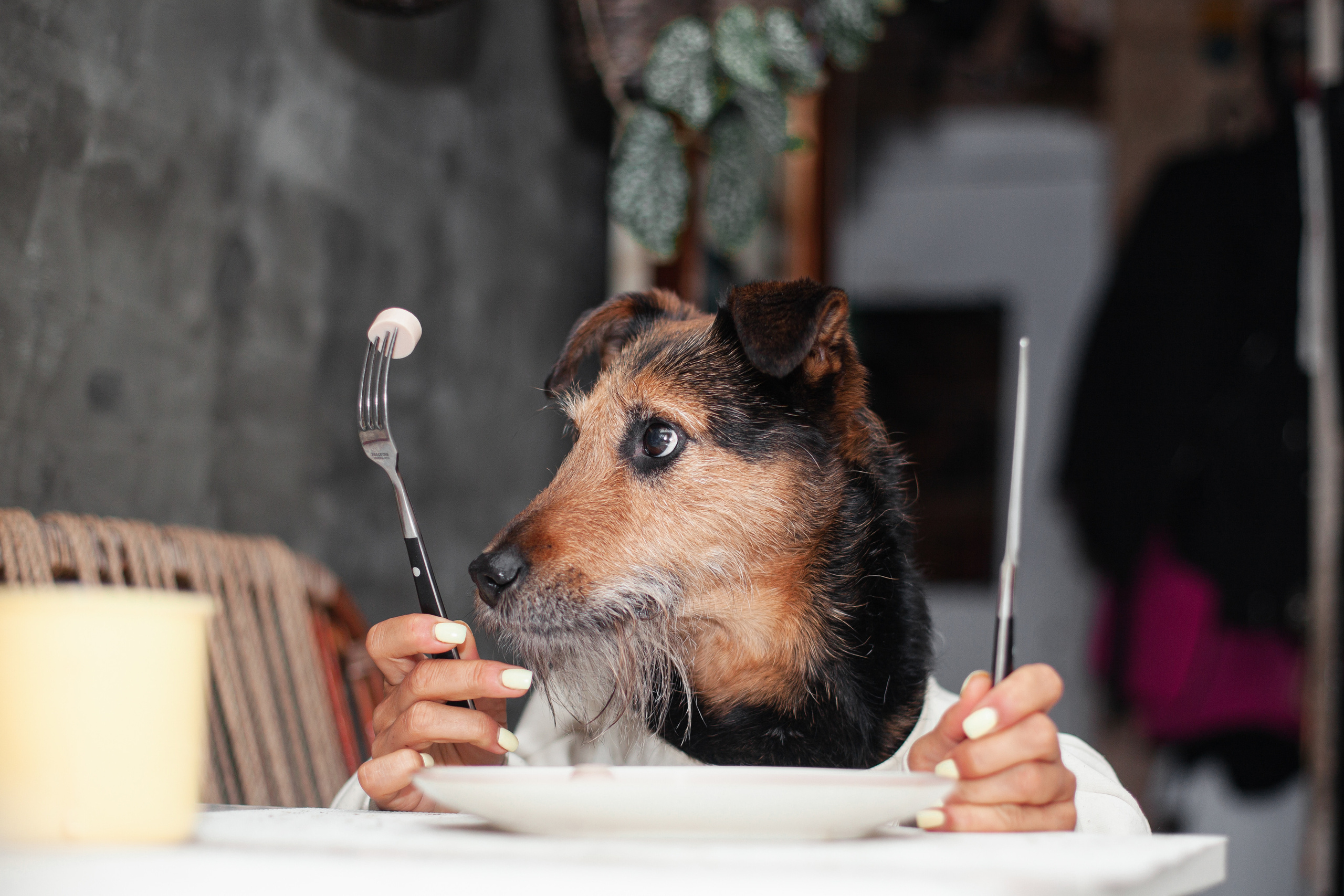 Лиза и Бренда. Фотограф-анималист Татьяна Степанова